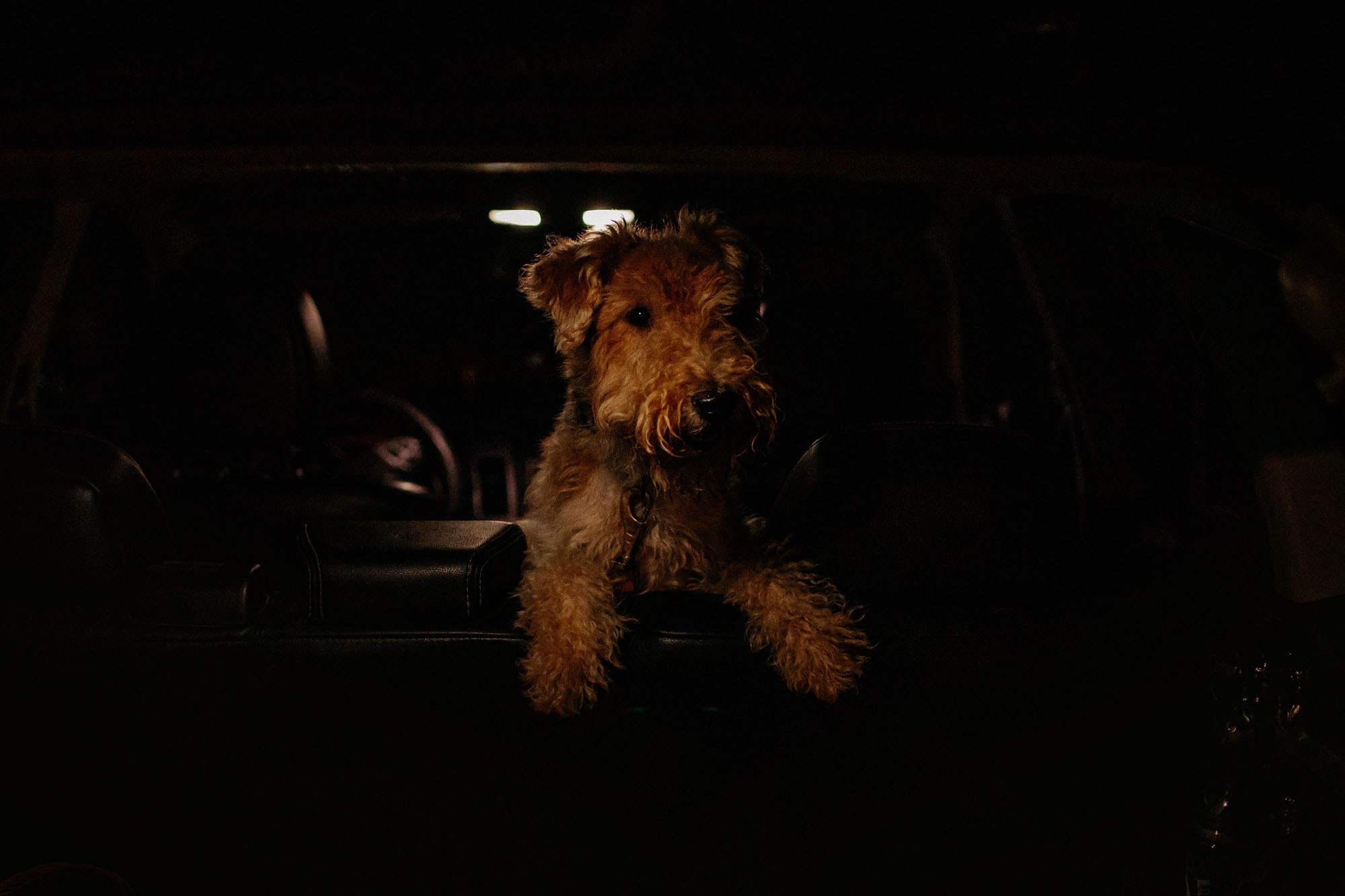 Наталья, Илья и фоксы. Фотограф Наталья Потапова