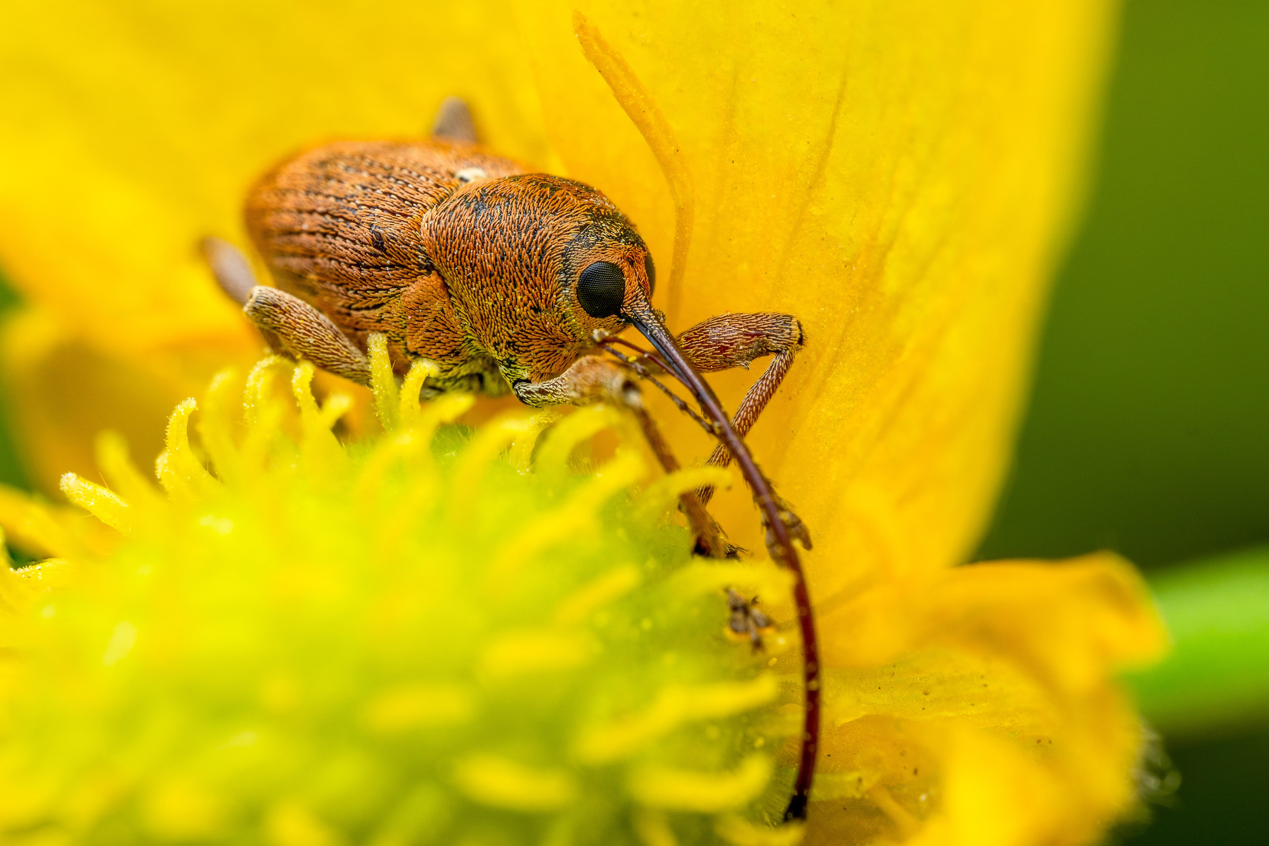 Плодожил дубовый 
