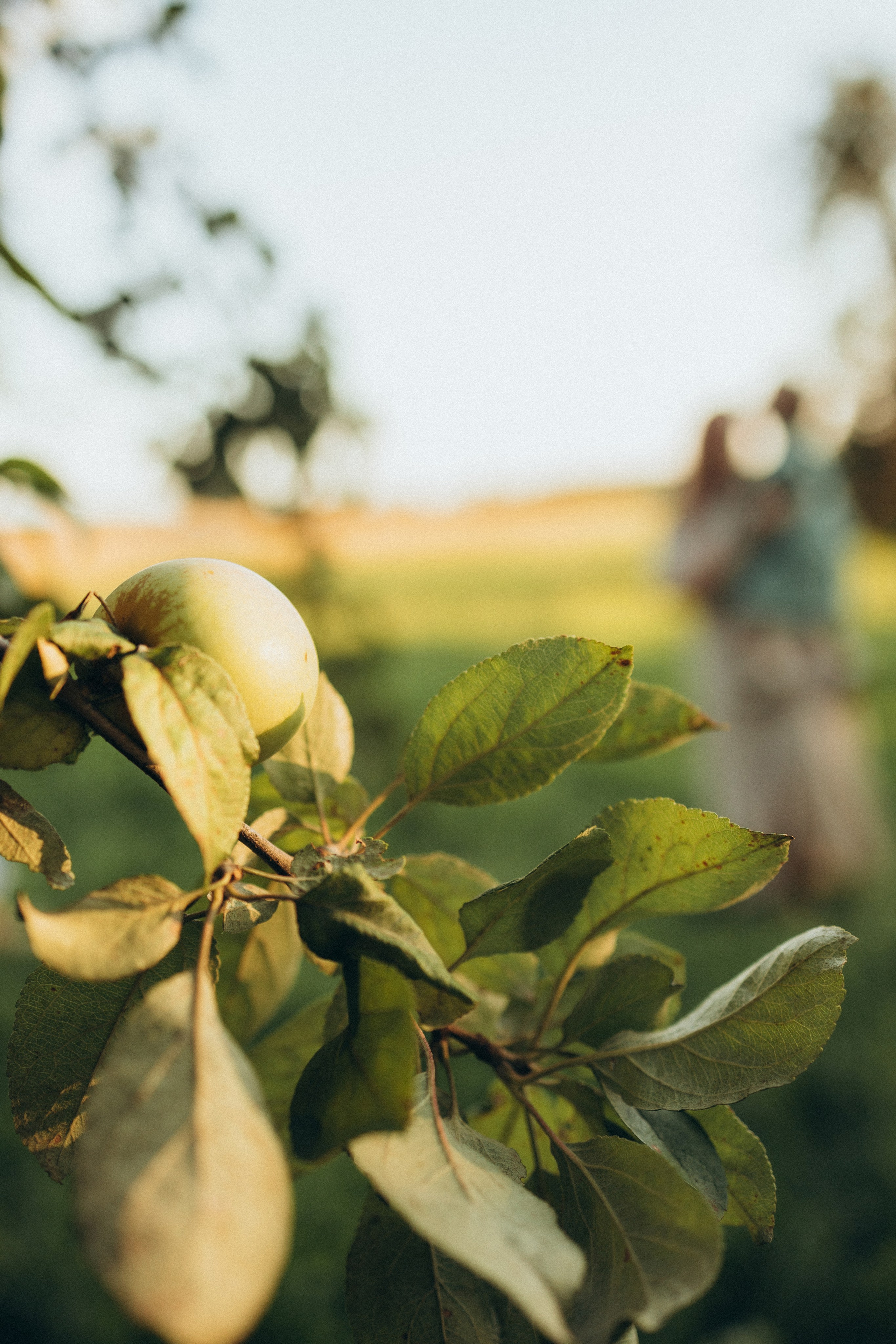 Чаепитие в саду. Фотограф Елена Рябцева