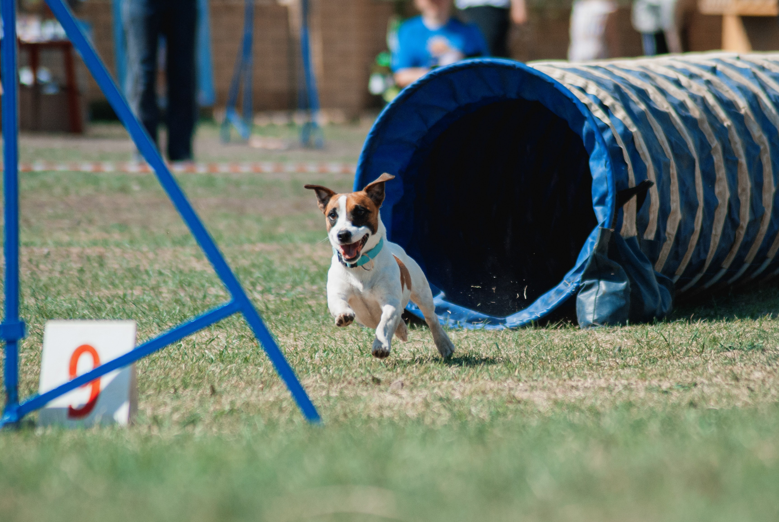 Аджилити. Фотограф в Тюмени Лизавета Сапицкая