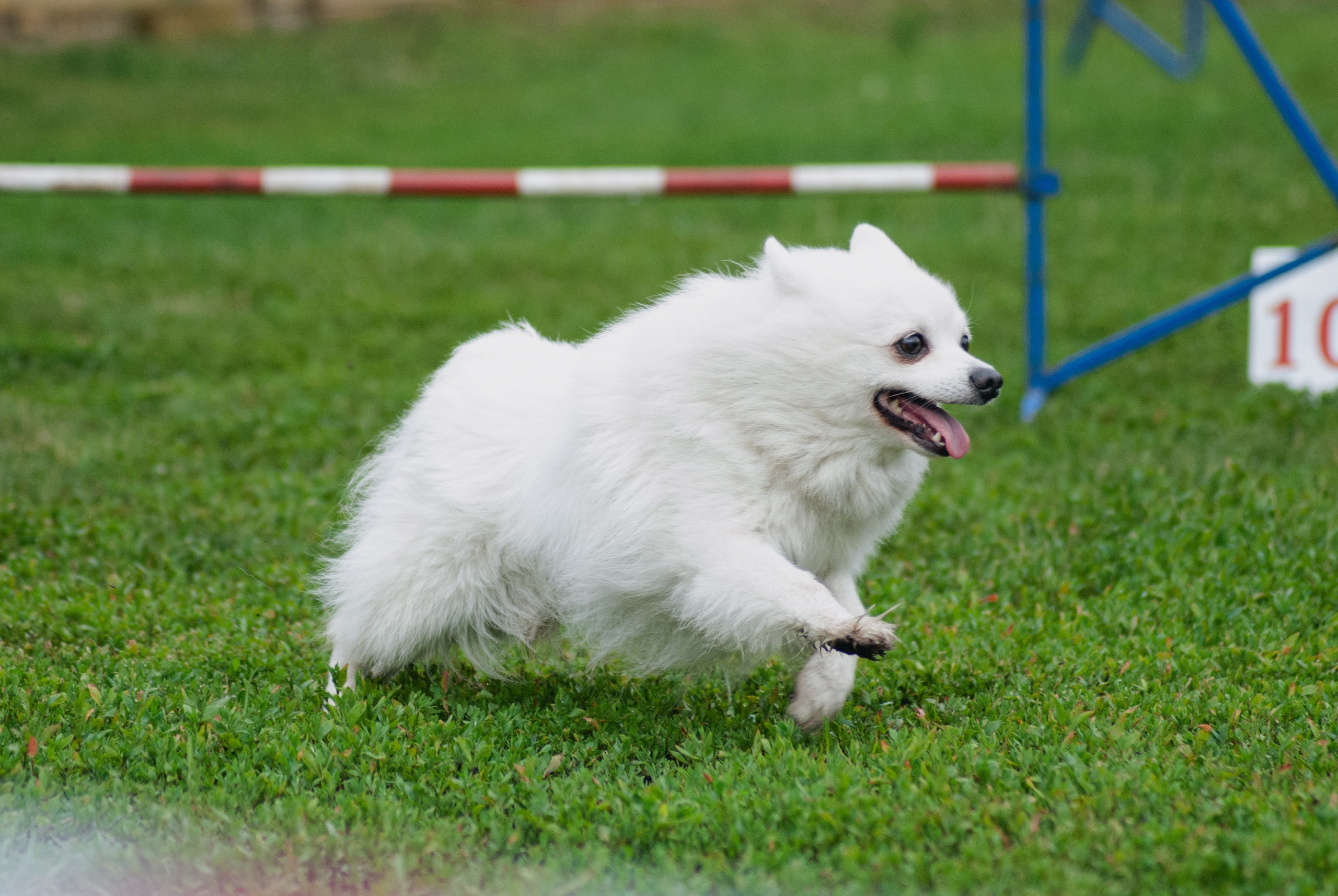 Аджилити. Фотограф в Тюмени Лизавета Сапицкая