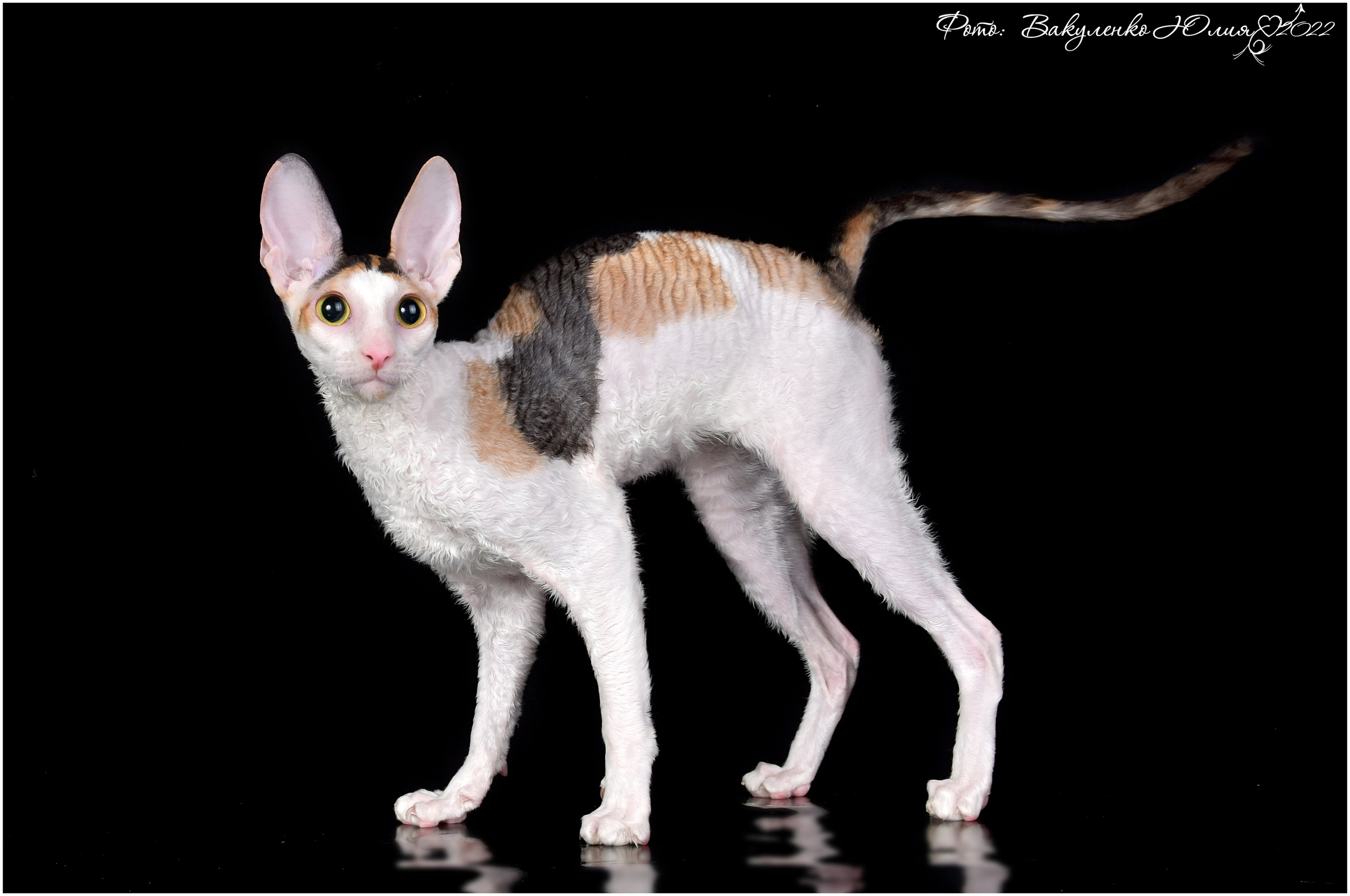 Взрослые. Фотограф анималист | семейный Юлия Вакуленко, г. Краснодар