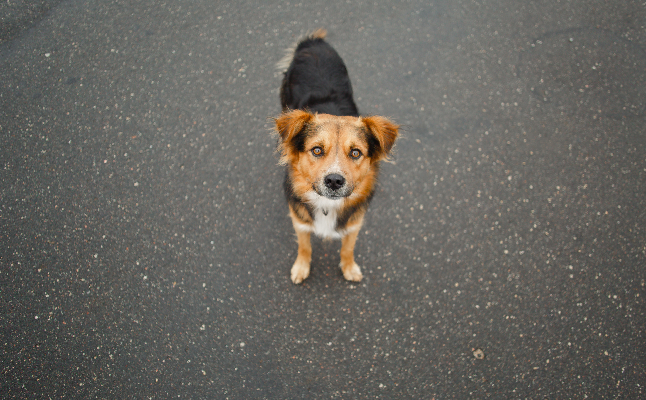 Свадебные. Свадебный и семейный фотограф в Несвиже Ксения Самойлик