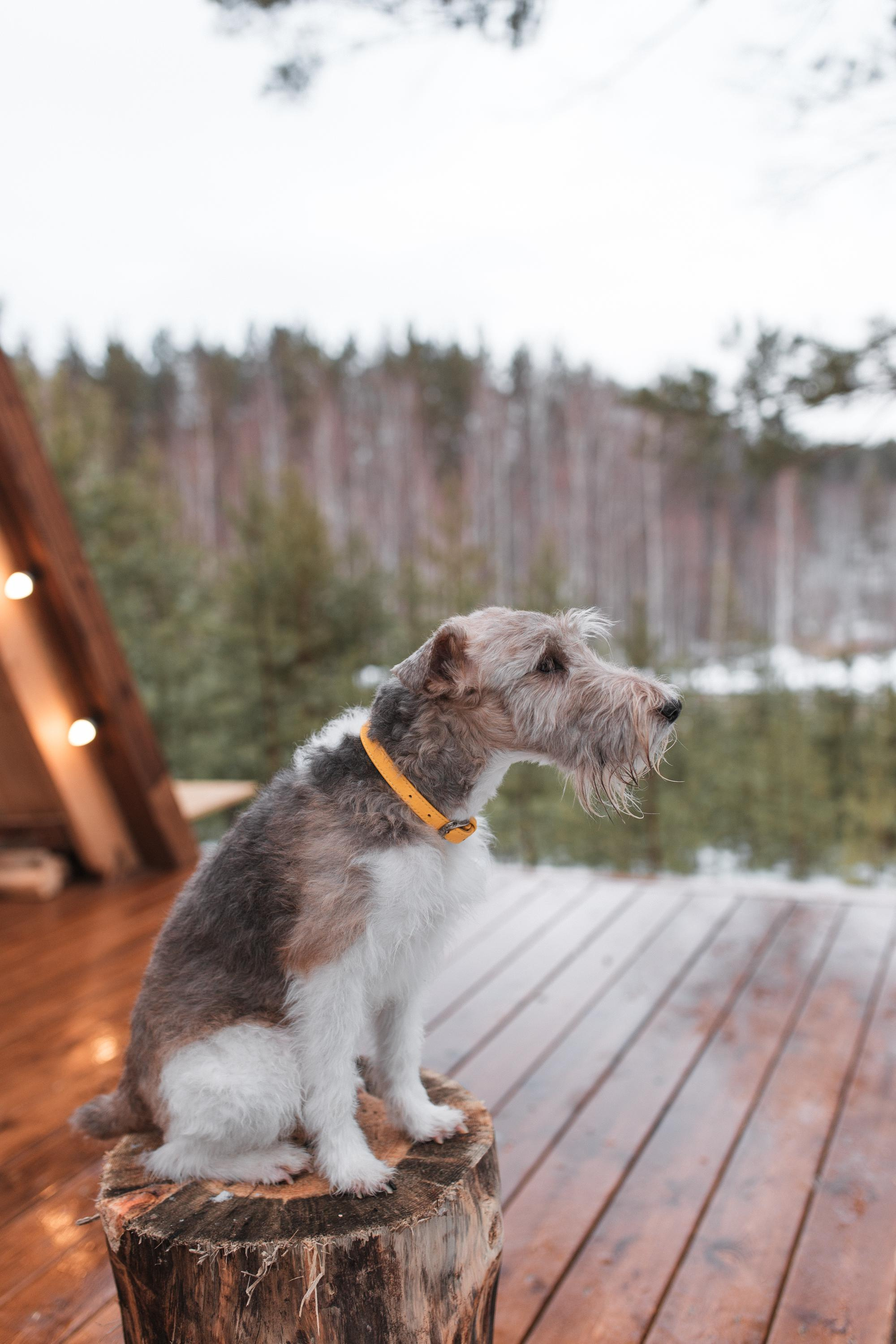 Домик в лесу. Семейный фотограф в Москве. Дарья Долгих