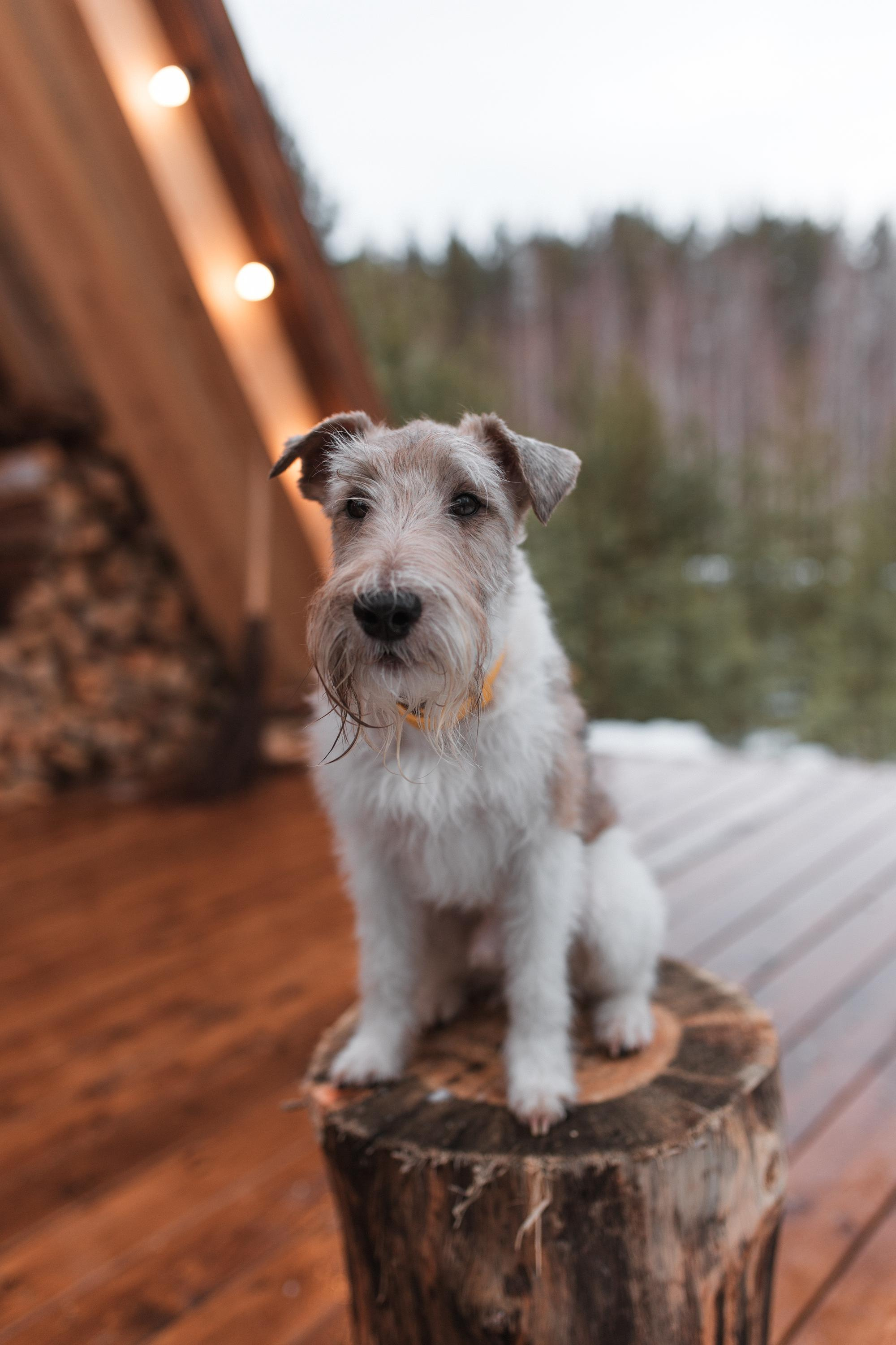 Домик в лесу. Семейный фотограф в Москве. Дарья Долгих