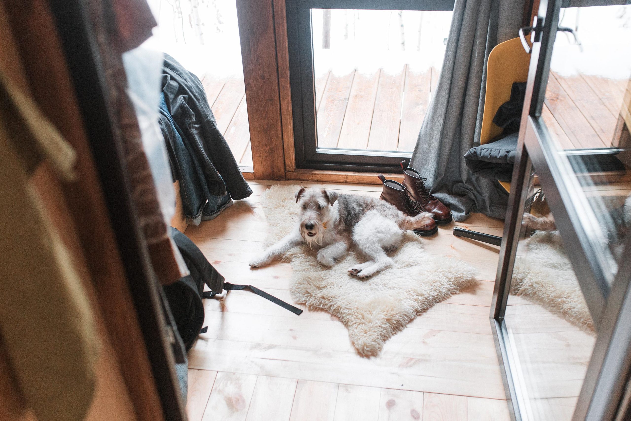 Домик в лесу. Семейный фотограф в Москве. Дарья Долгих