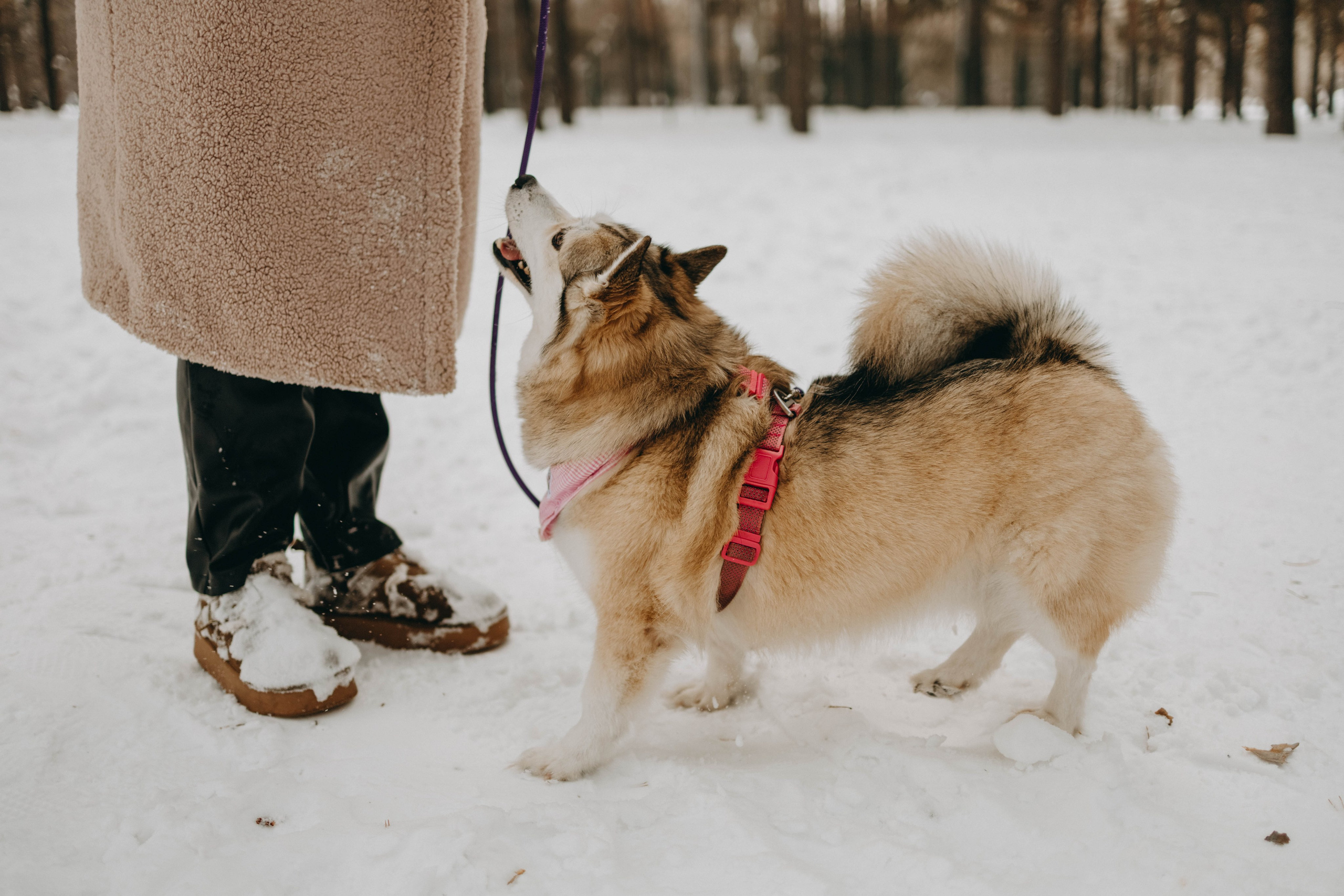 Варвара и Шелби. Фотограф-анималист в Екатеринбурге | Кристина