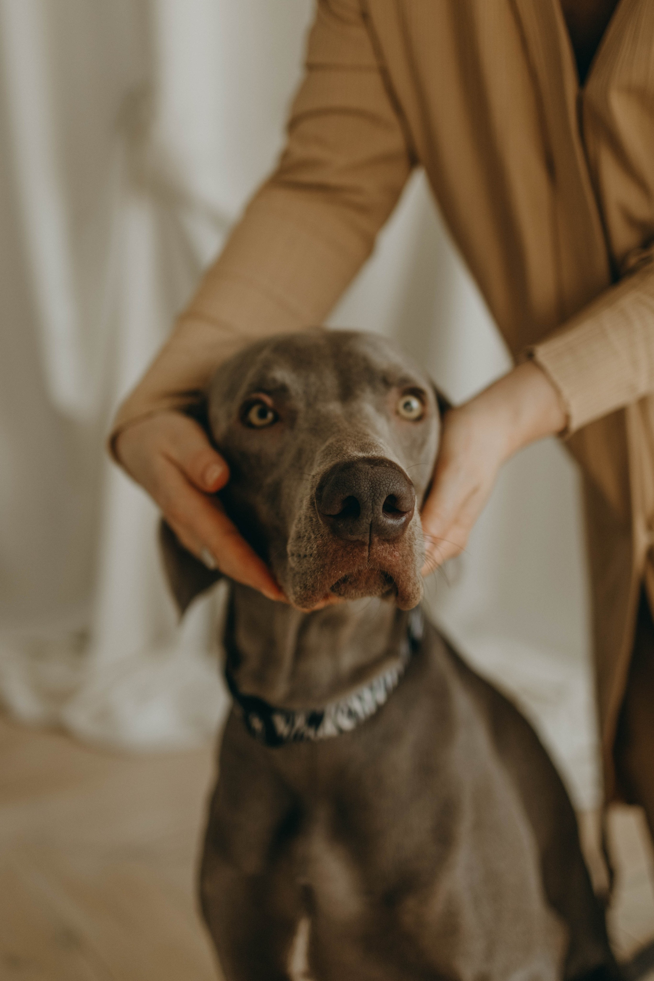 Фотосессия в студии с собакой. Фотограф-анималист в Екатеринбурге | Кристина