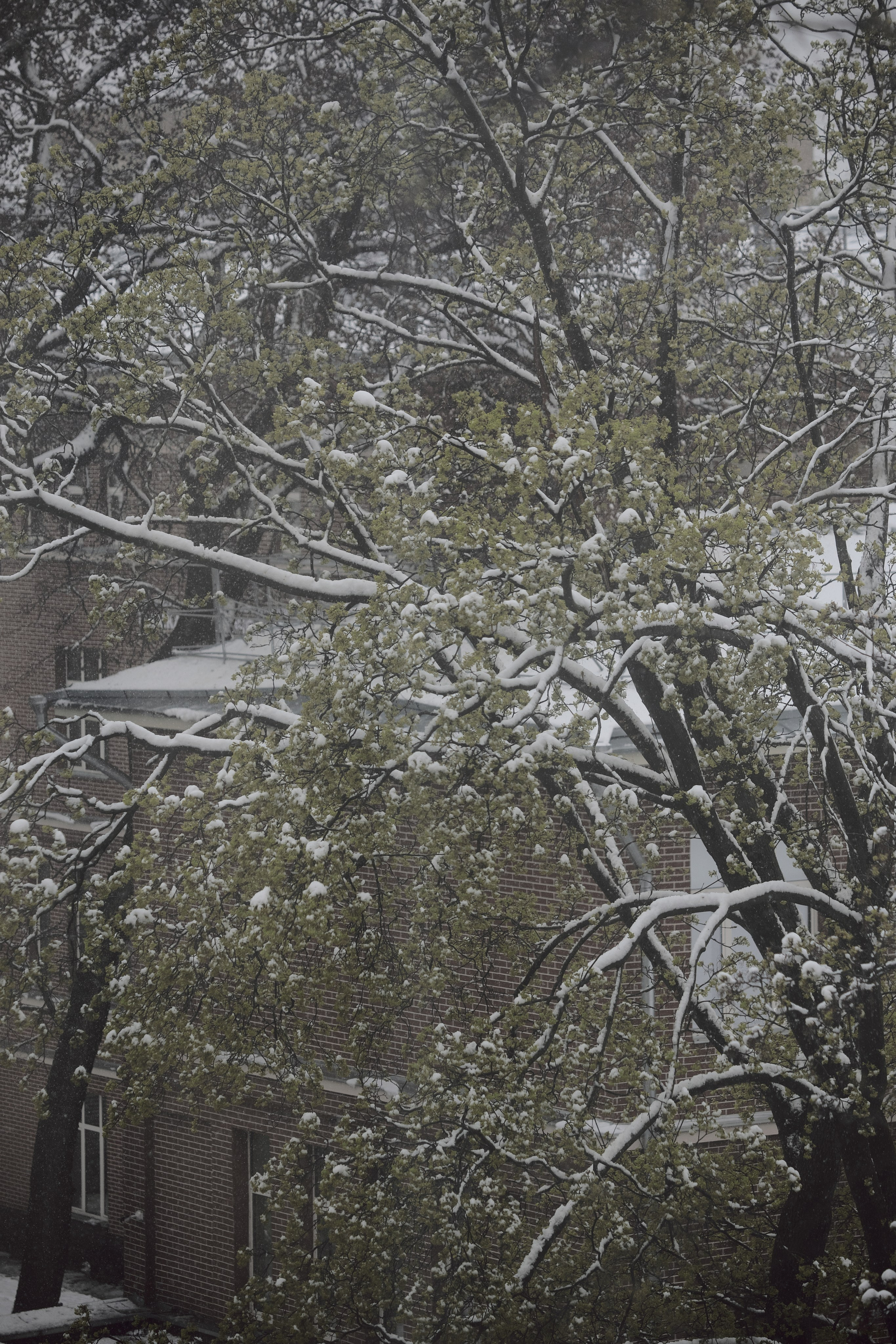 Апрельский снег ❄️. Миша Печёнкин | фотография