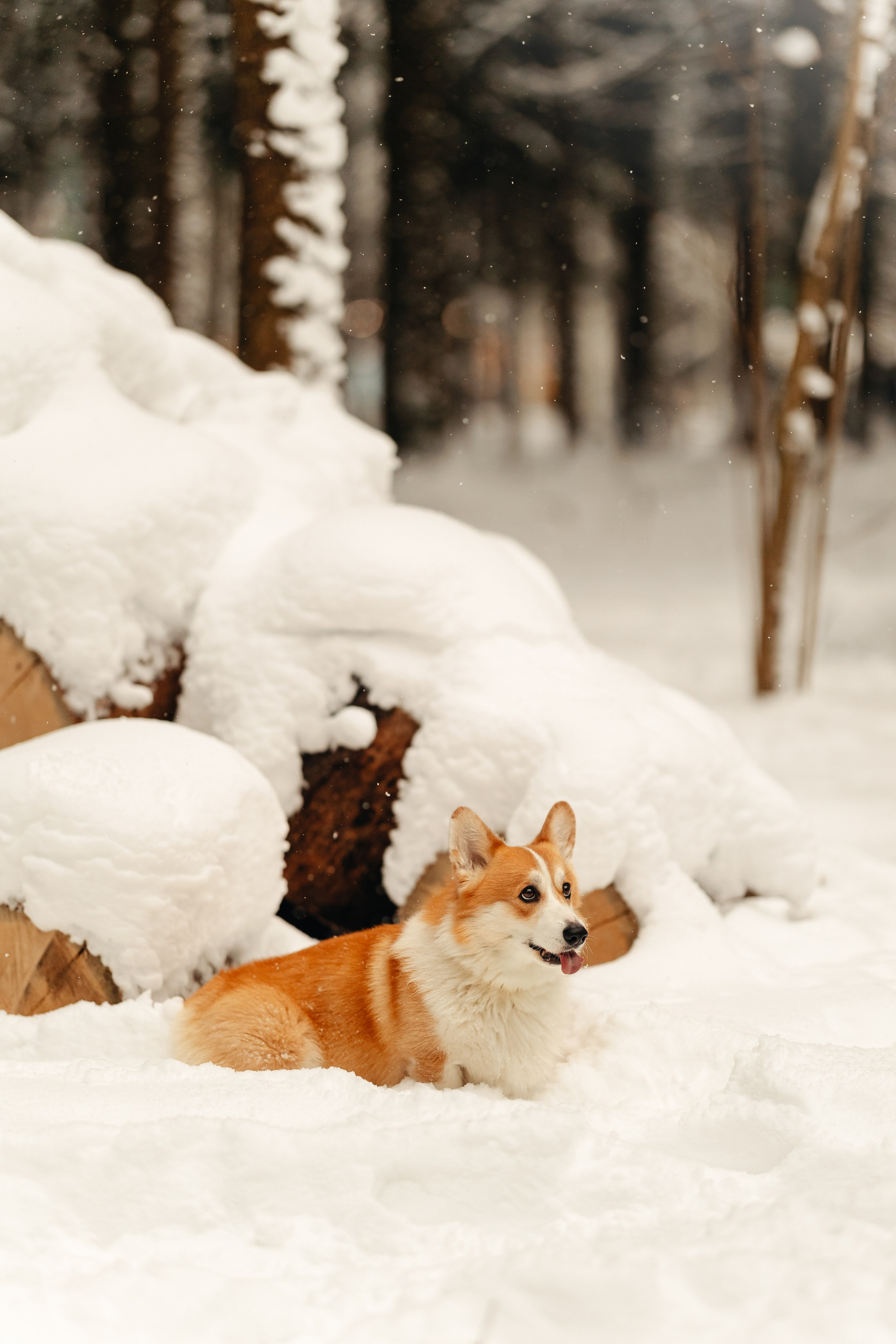 Ирина и малыш Бакс. Ирина Бешляга. Фотограф в Москве и по всей России