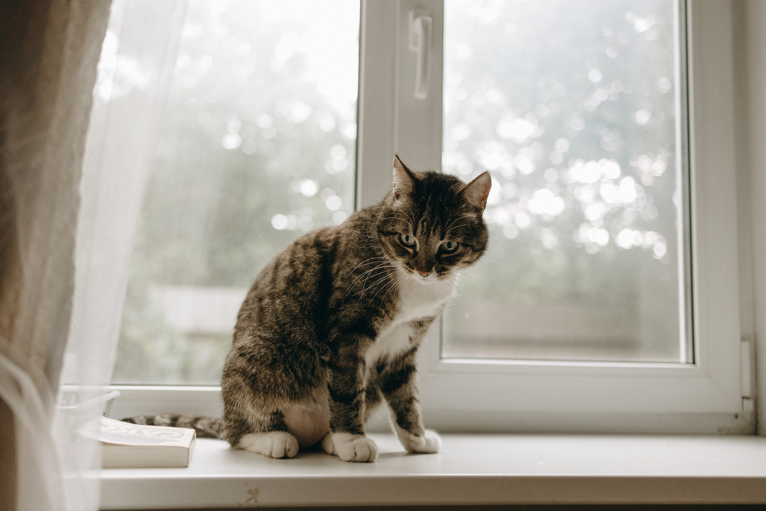 Софа и ее хвостики. Фотограф — Анималист | Санкт-Петербург