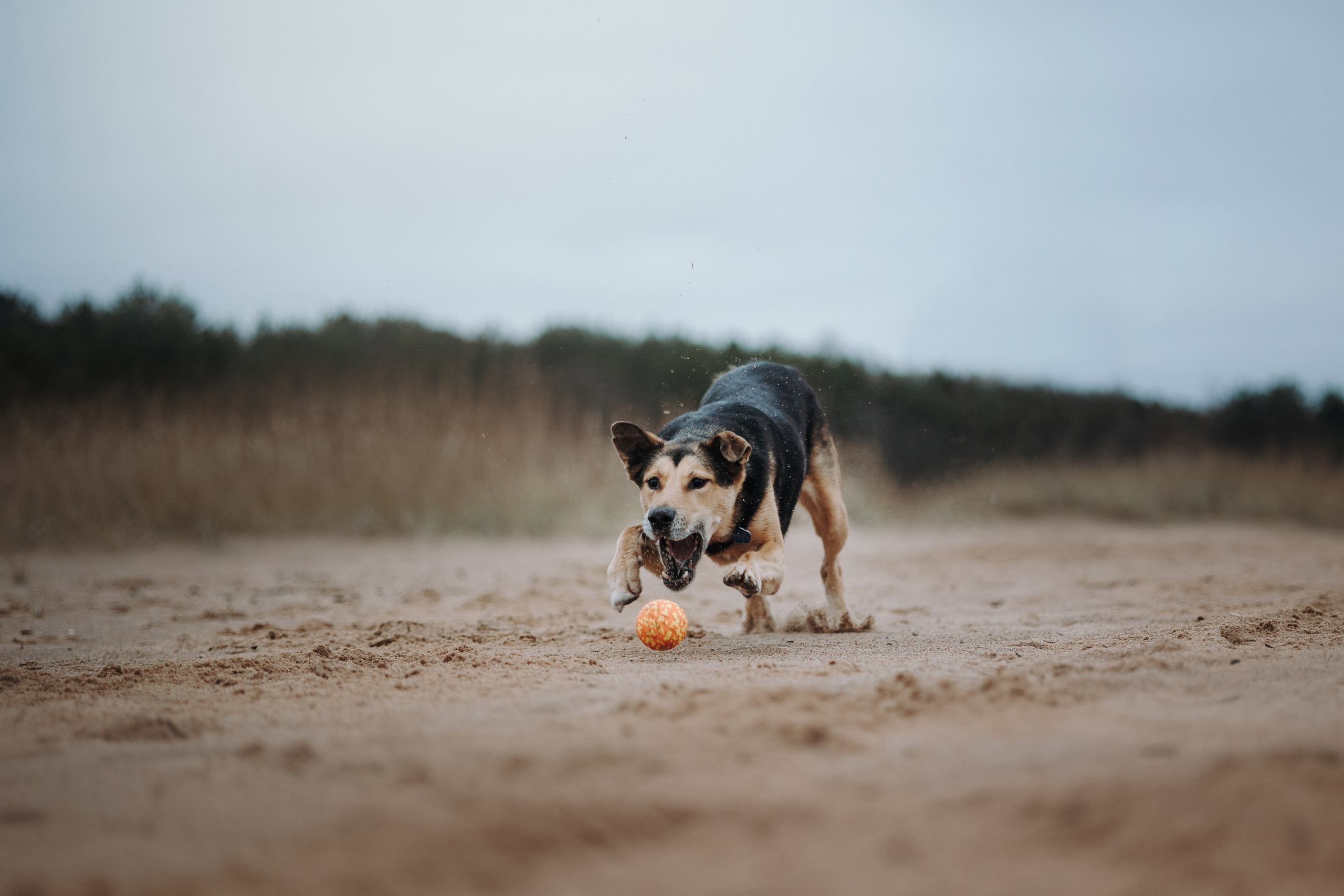 Наталья и Того. Фотограф — Анималист | Санкт-Петербург
