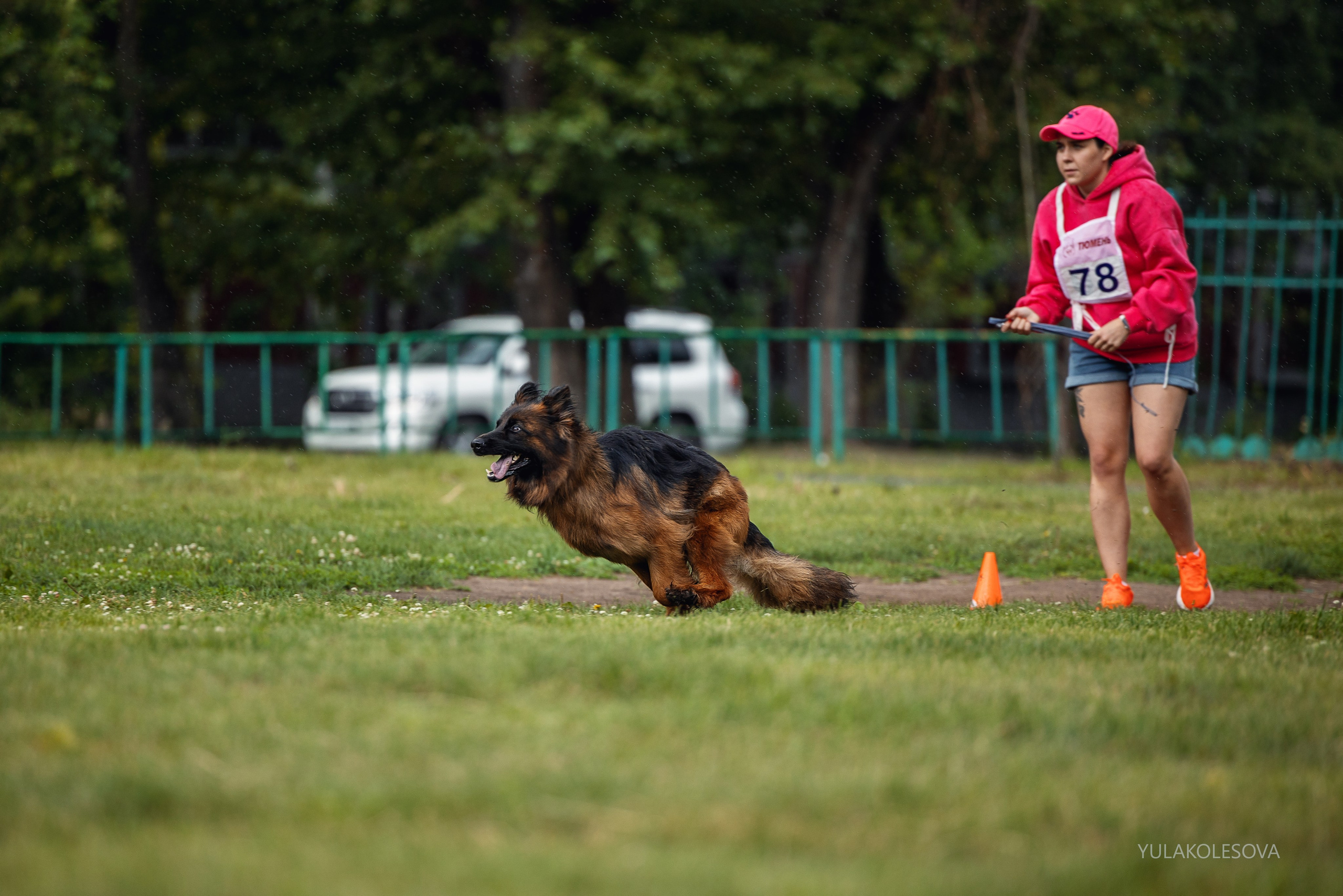 6.07.2024 Выставка немецких овчарок г. Тюмень. YULA KOLESOVA | Фотограф — Анималист | Художник | Тюмень