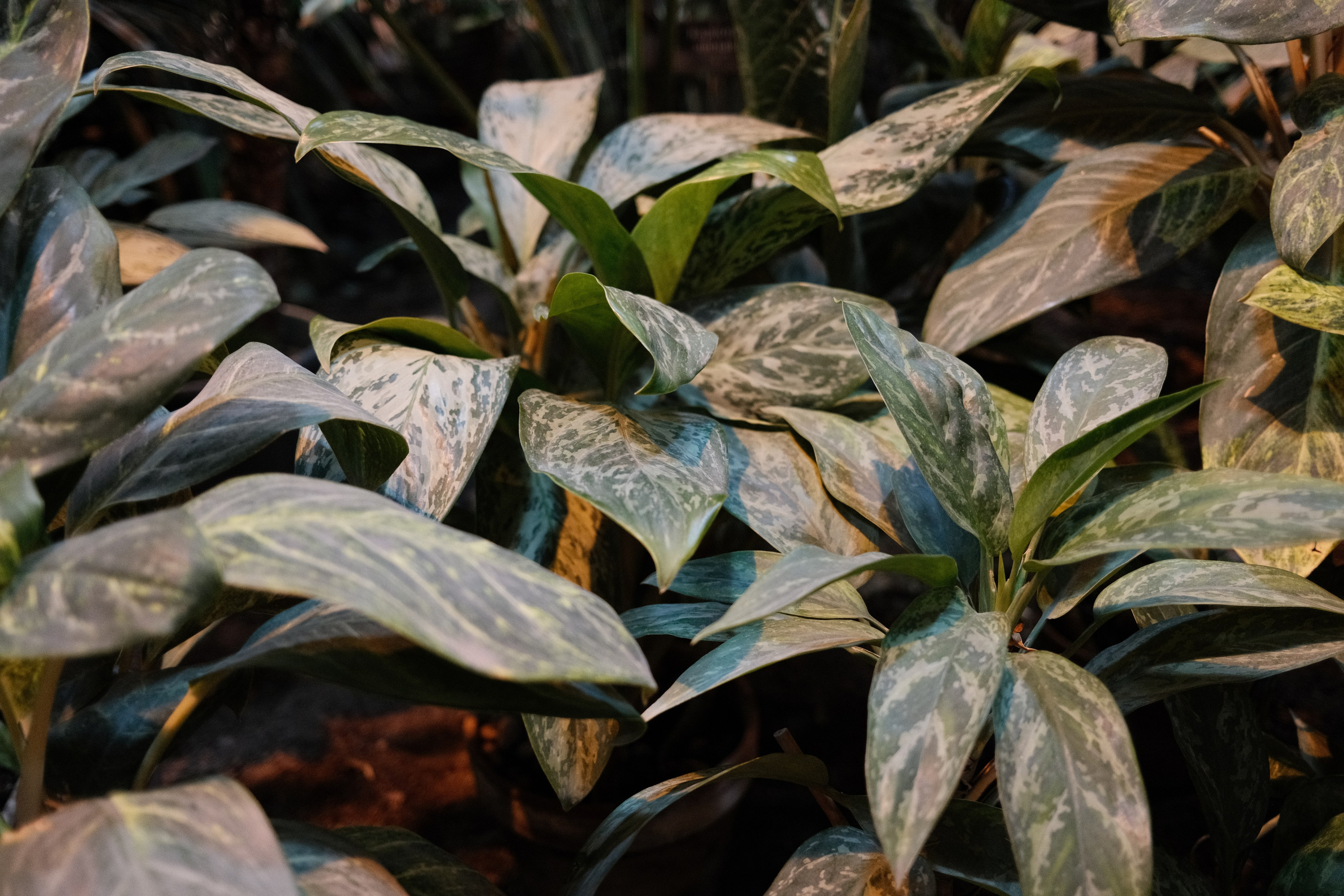 Аптекарский огород. Профессиональный фотограф в Москве Захар Ишутин