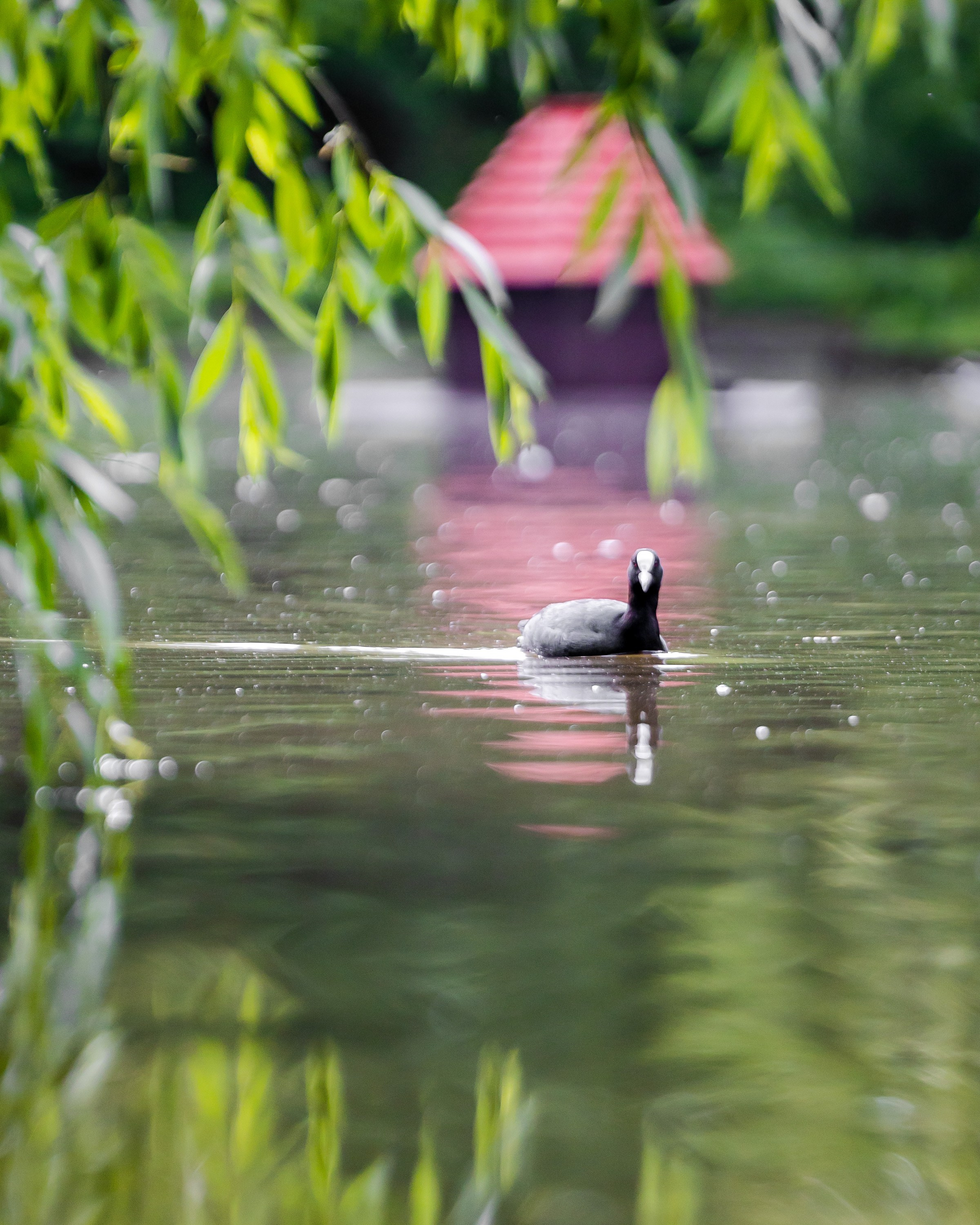 Птицы. Фотограф Владимир Охрименко