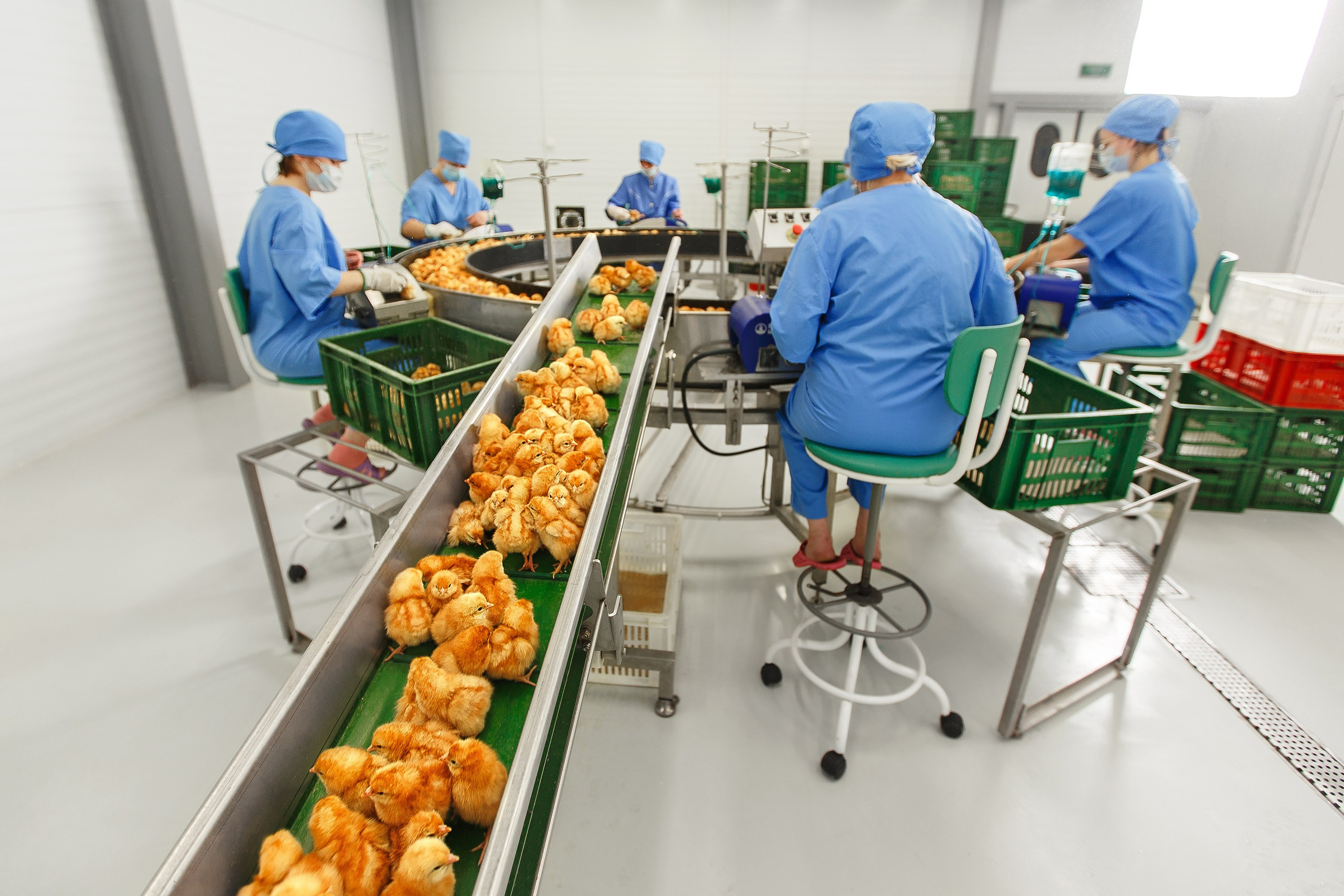 Птицефабрика «Волжанин»