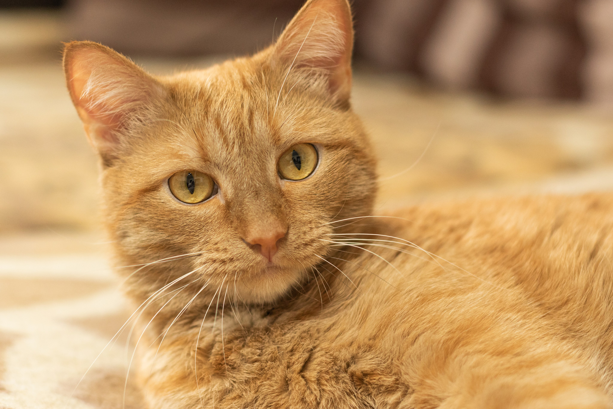 Анимализм. Профессиональный фотограф Александр Бородин