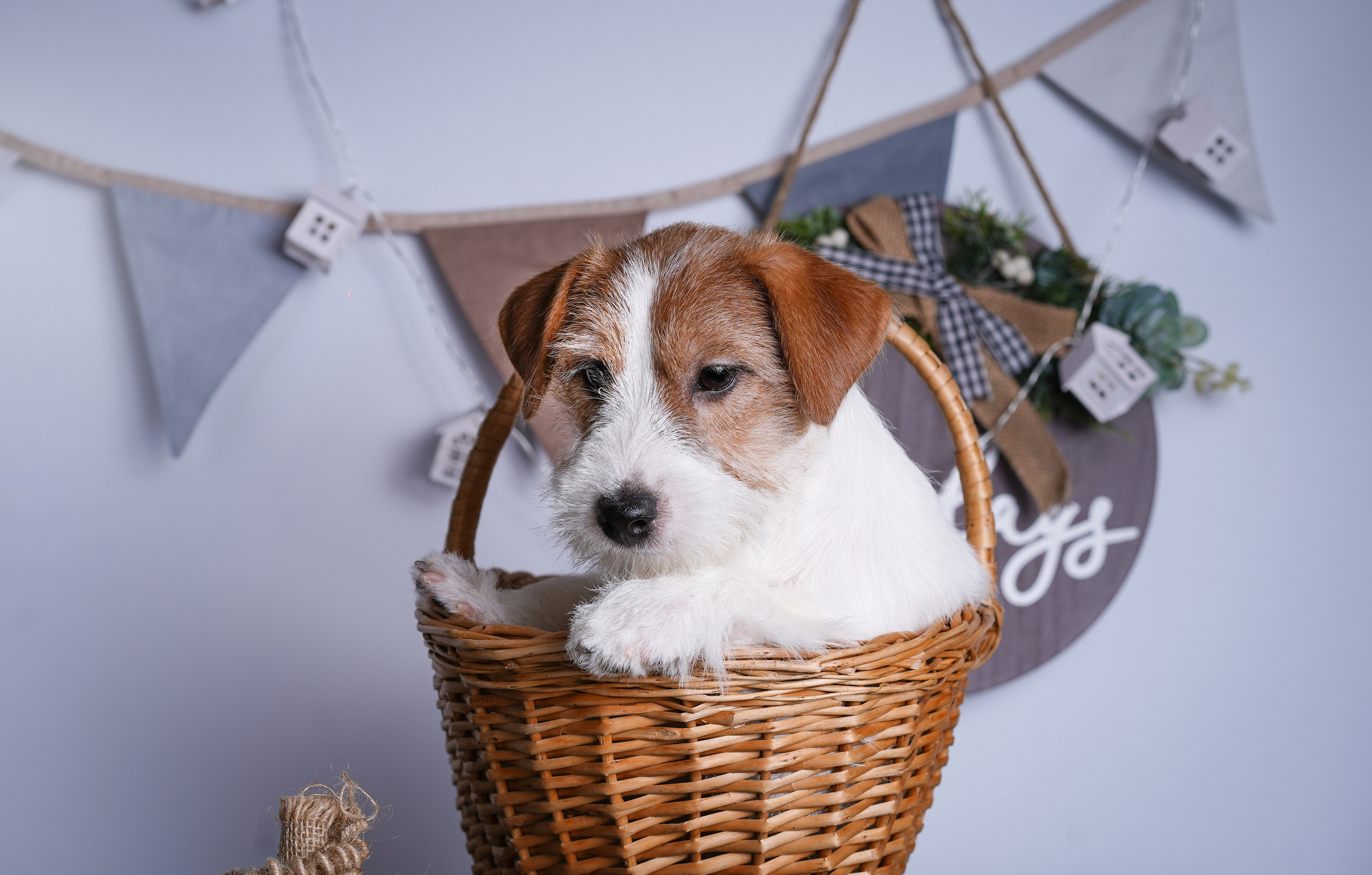 Щенки дрт. Фотограф-анималист в Санкт-Петербурге Яна Мартынова