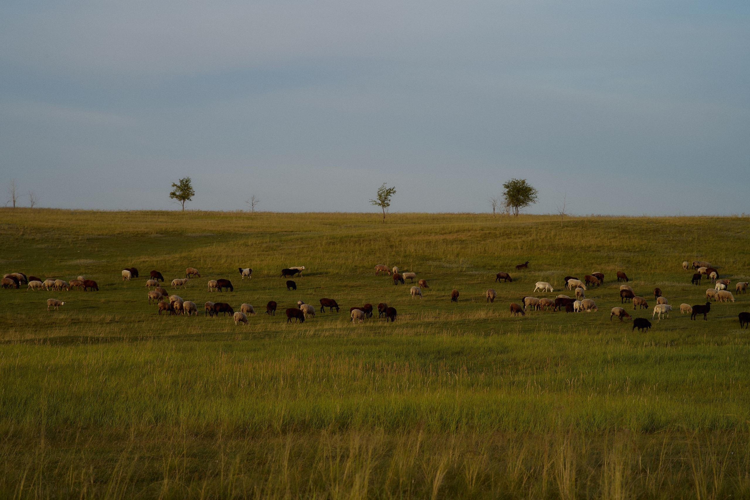 Шамиль, Аня и Марс в поле с барашками. Семейный и свадебный lifestyle-фотограф в Москве Мария Петрова