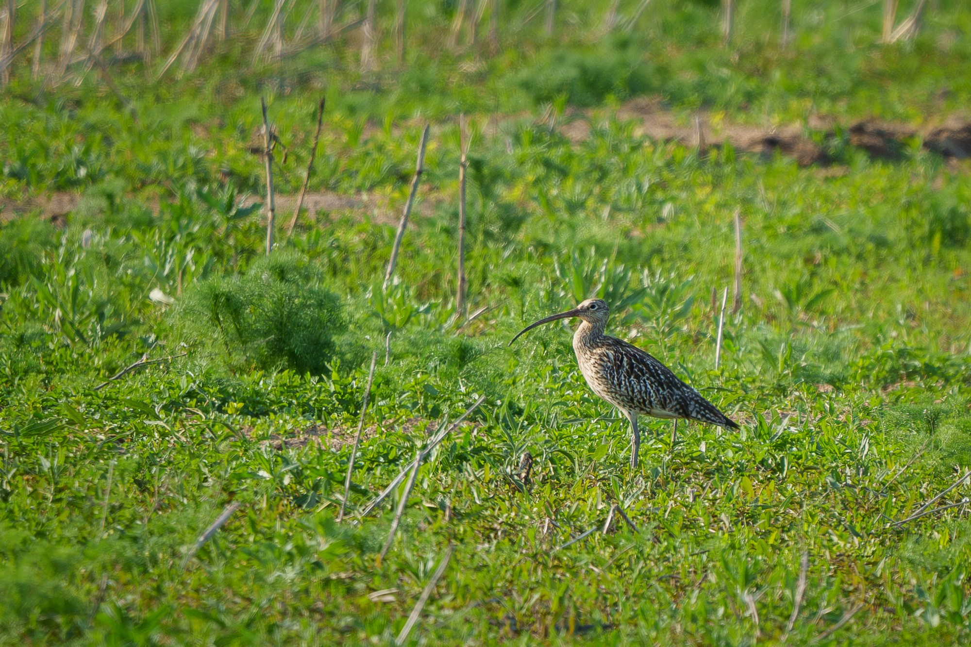 Удивительные мир птиц. Вокруг нас столько прекрасного — присмотритесь!. Ваш личный фотограф Марина Волкова