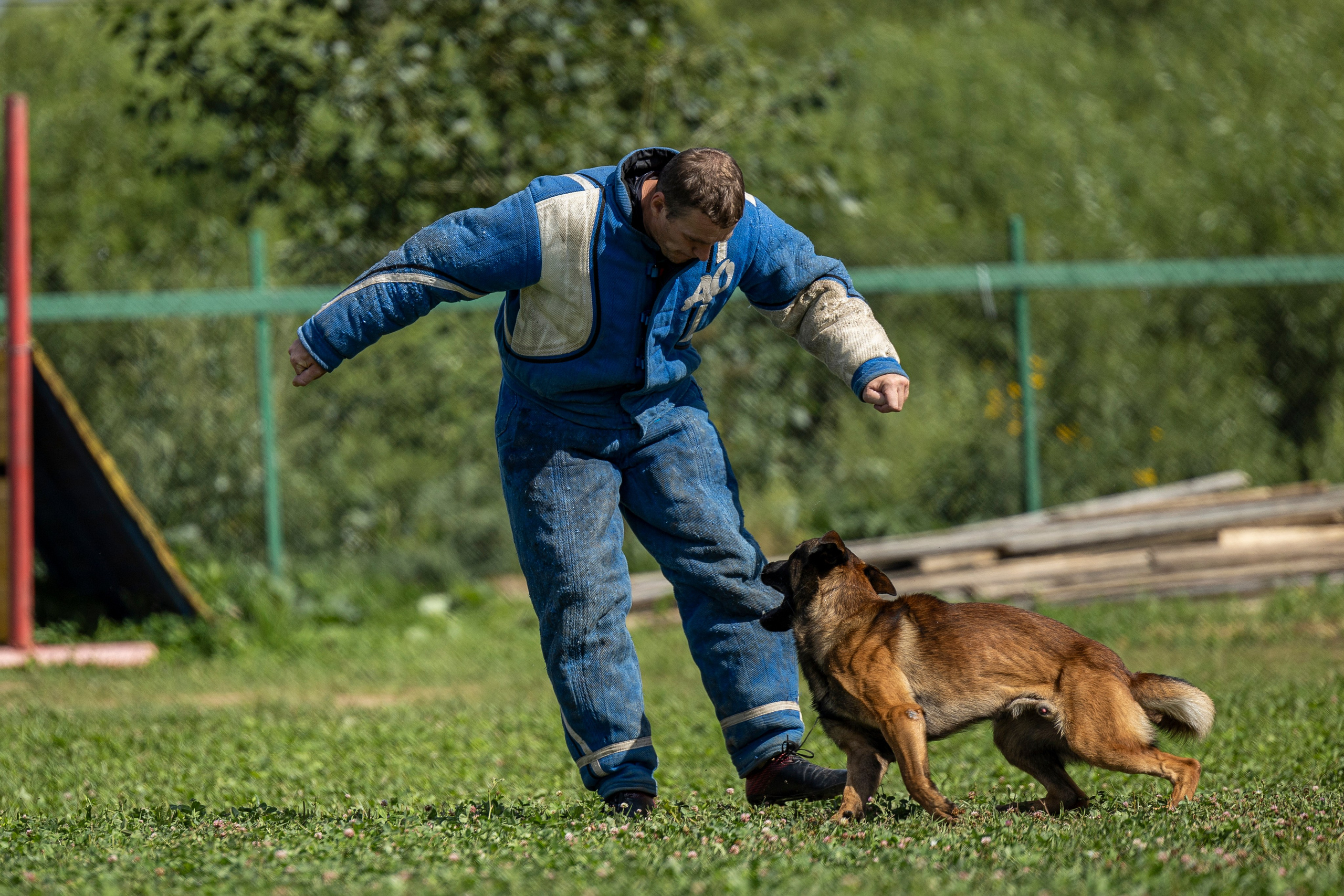 Соревнования по Мондьорингу г. Вологда 10-11.08.2024. Фотограф-анималист Анна Маринич