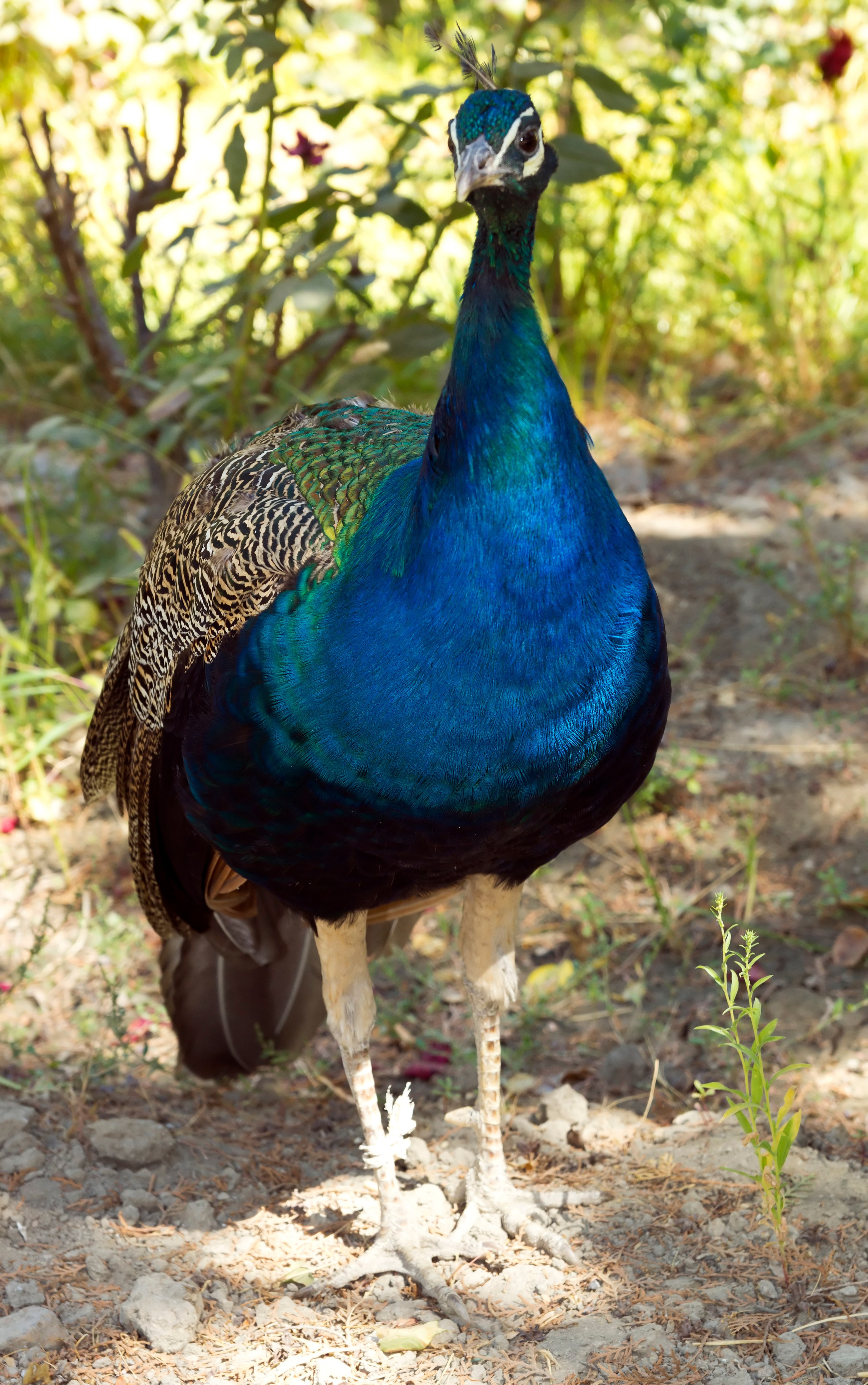Узбекистан. Фотограф-путешественник Самойлов Максим «Sly Fox»