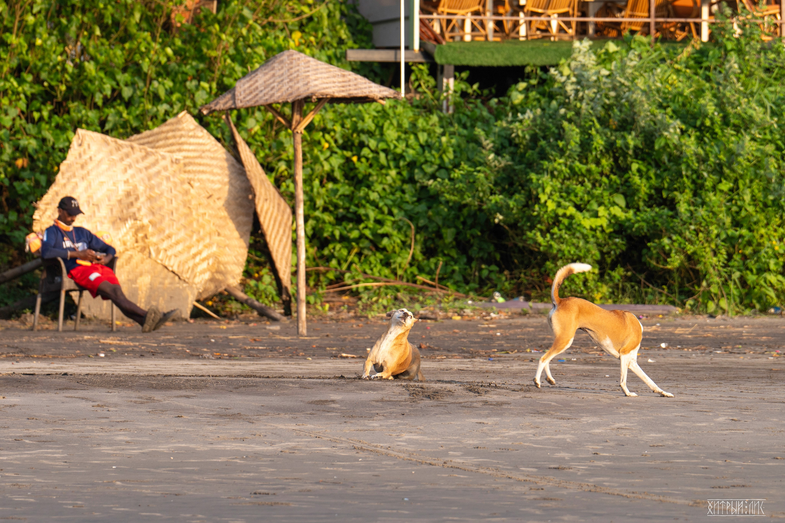 Гоа-Мумбаи. Фотограф-путешественник Самойлов Максим «Sly Fox»