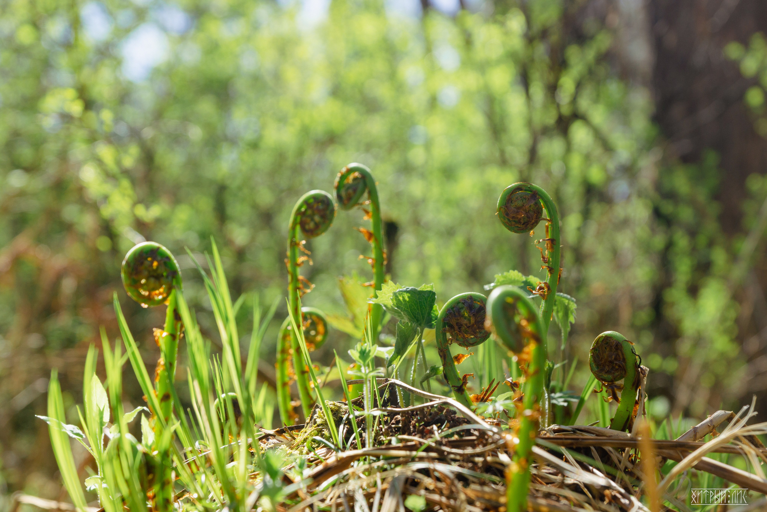 Алтай. Фотограф-путешественник Самойлов Максим «Sly Fox»