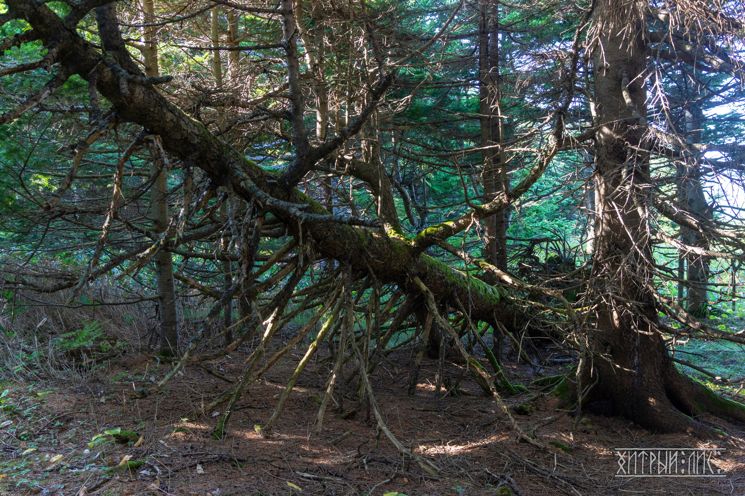 Сахалин. Фотограф-путешественник Самойлов Максим «Sly Fox»