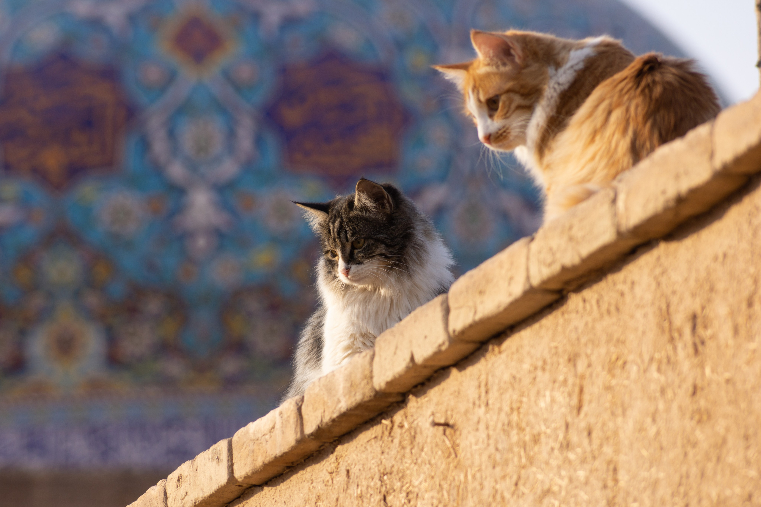 Иран. Фотограф-путешественник Самойлов Максим «Sly Fox»