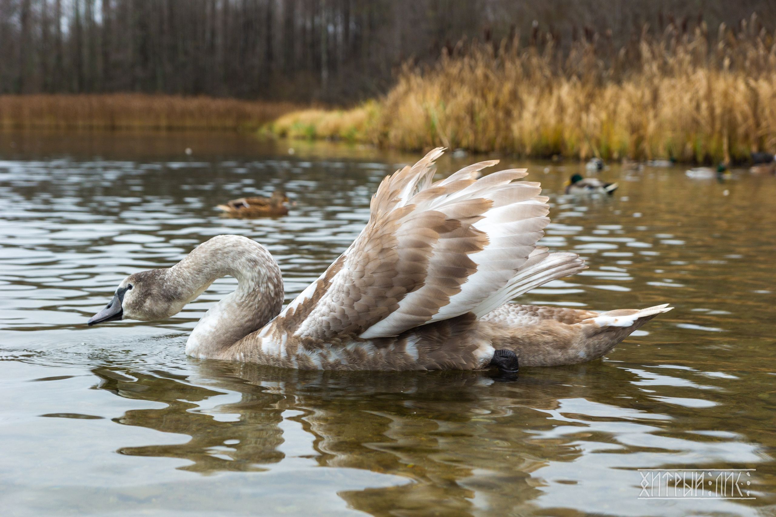 Изборск- Печоры-Псков-Новгород-Торжок. Фотограф-путешественник Самойлов Максим «Sly Fox»