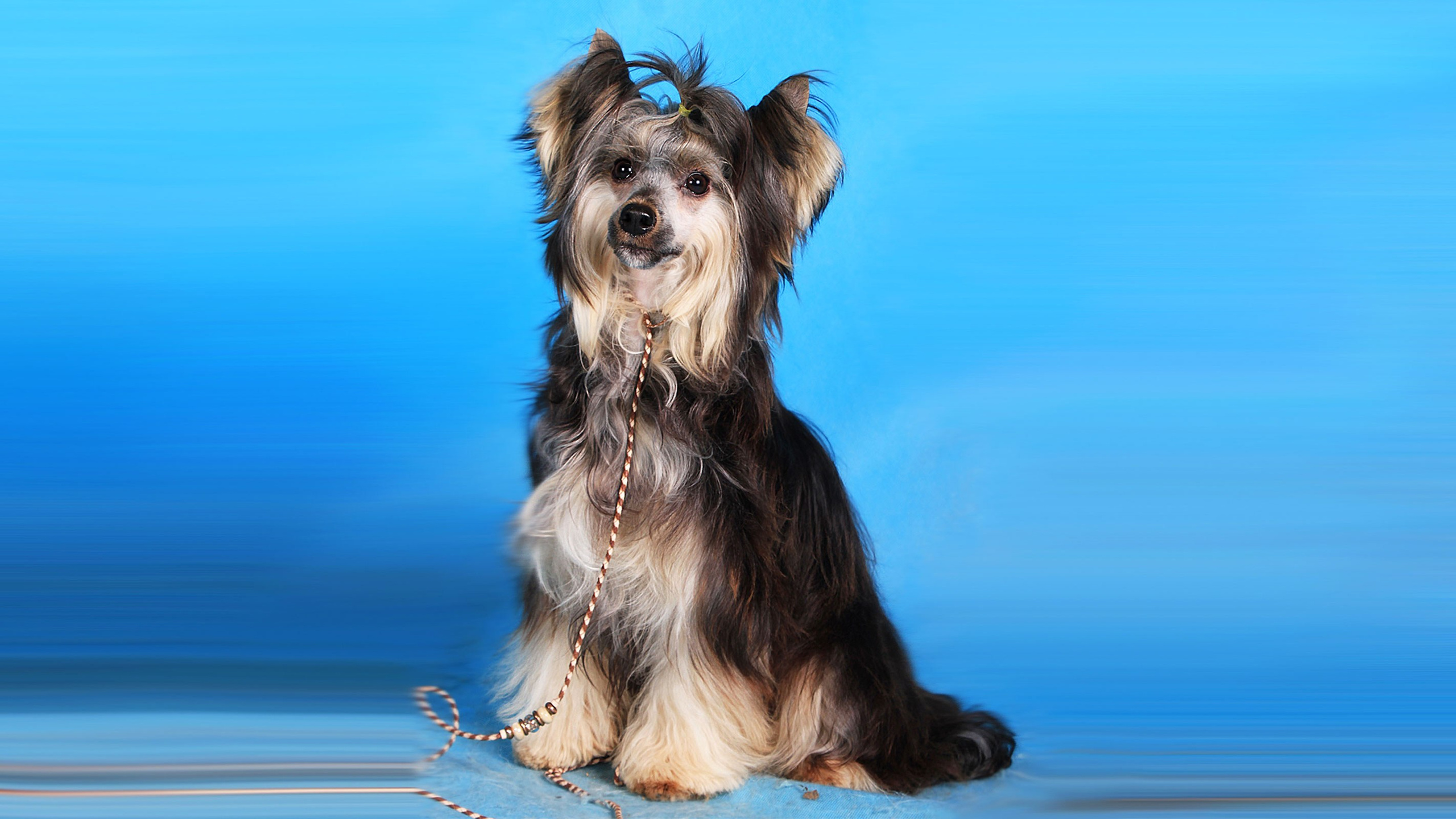 Poale Ell Bazhen. Chinese Crested Dog Kennel Poale Ell