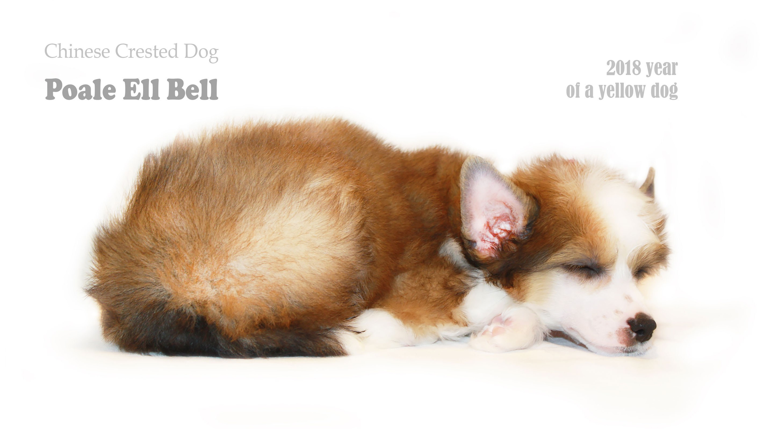 Poale Ell Bell. Chinese Crested Dog Kennel Poale Ell