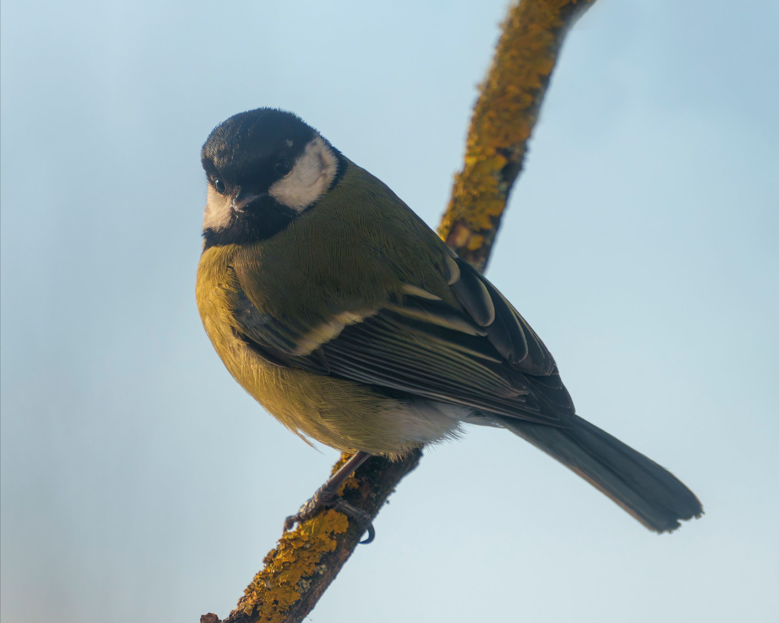 Animals — Животные