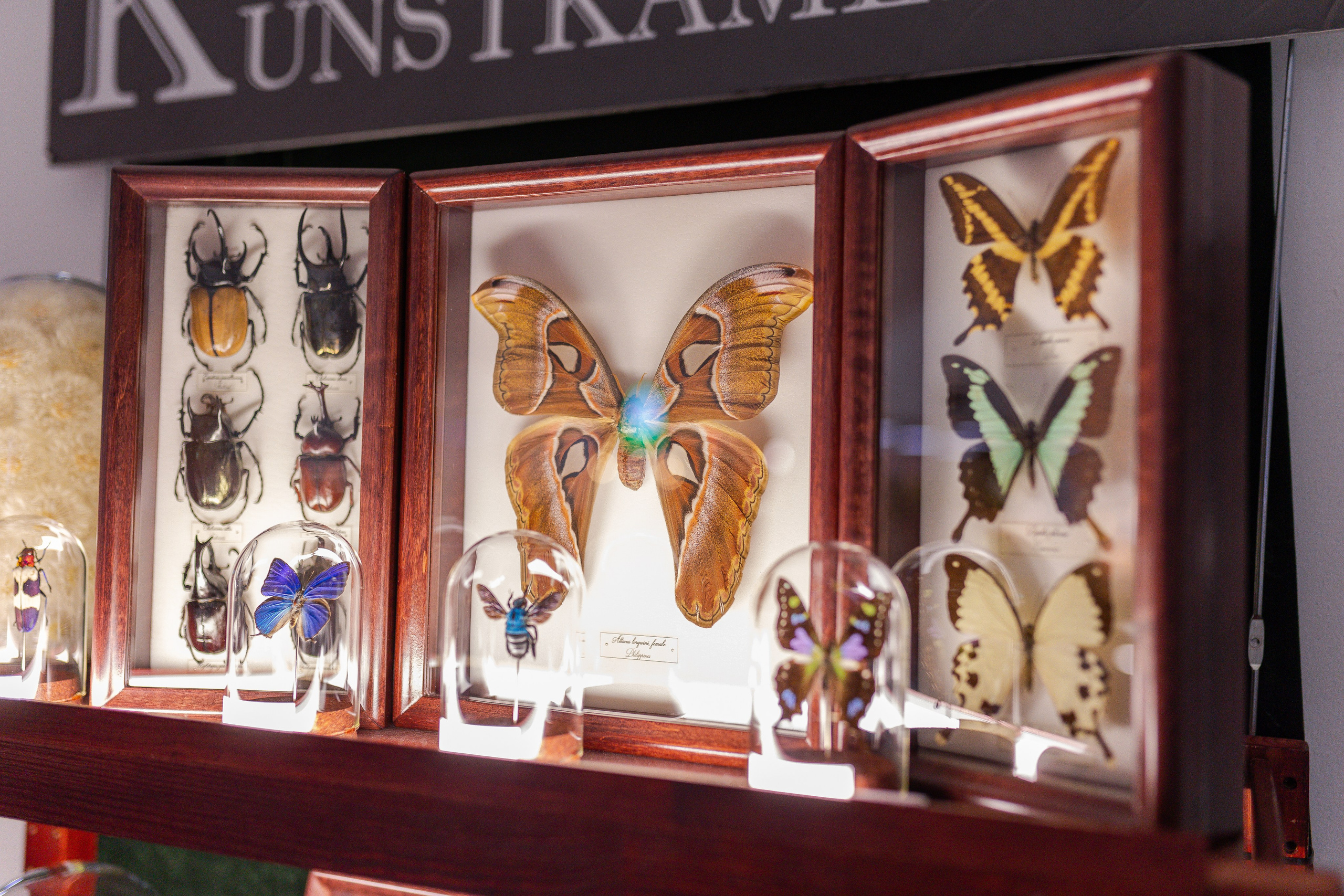 Орхидиум 12.2025. Александра Куликова фотограф, Москва