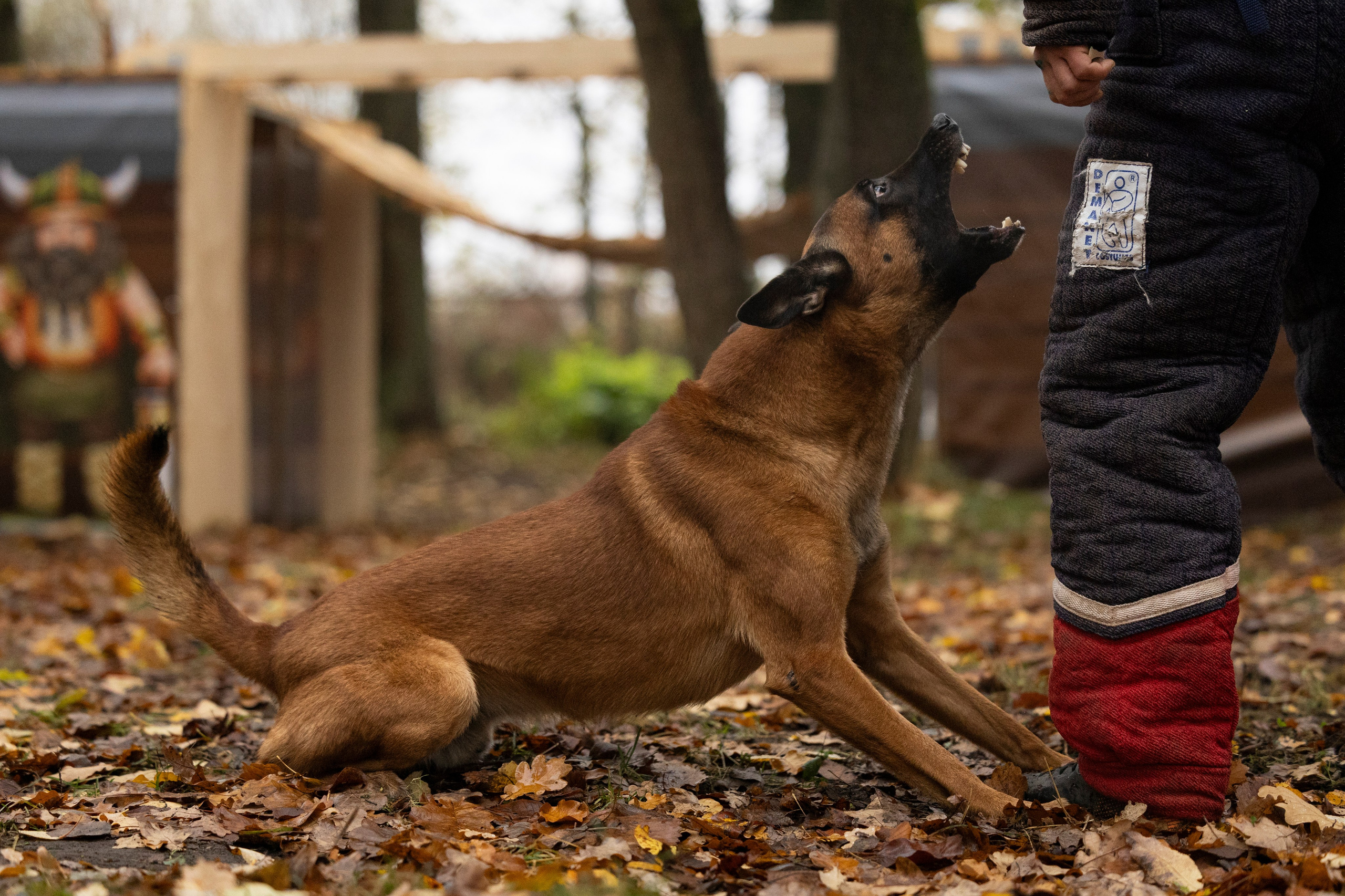 Соревнования по Мондьорингу г. Вологда. Фотограф-анималист Анна Маринич