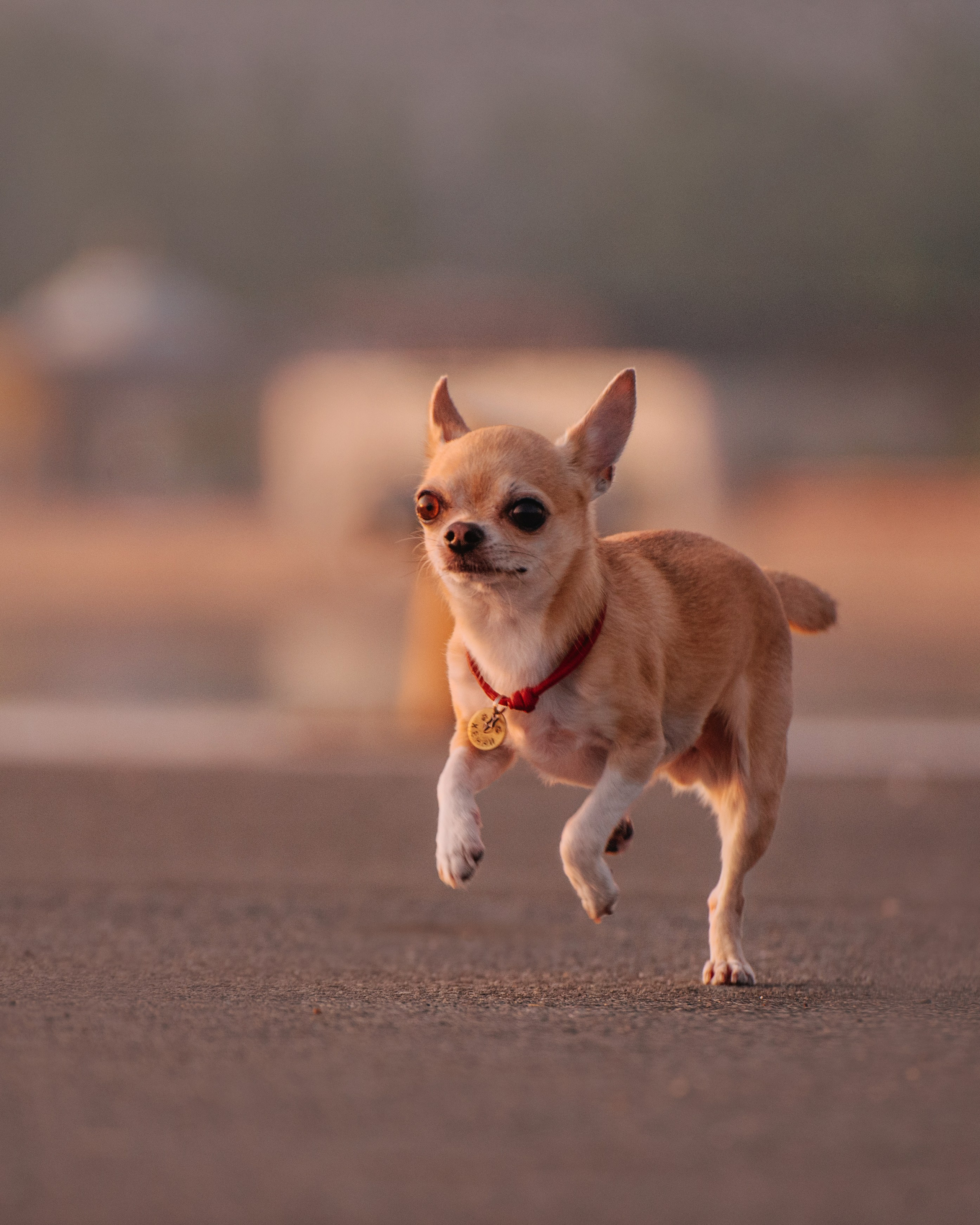 Прогулка: чихуахуа Хенни и Алина во Владивостоке. Портфолио