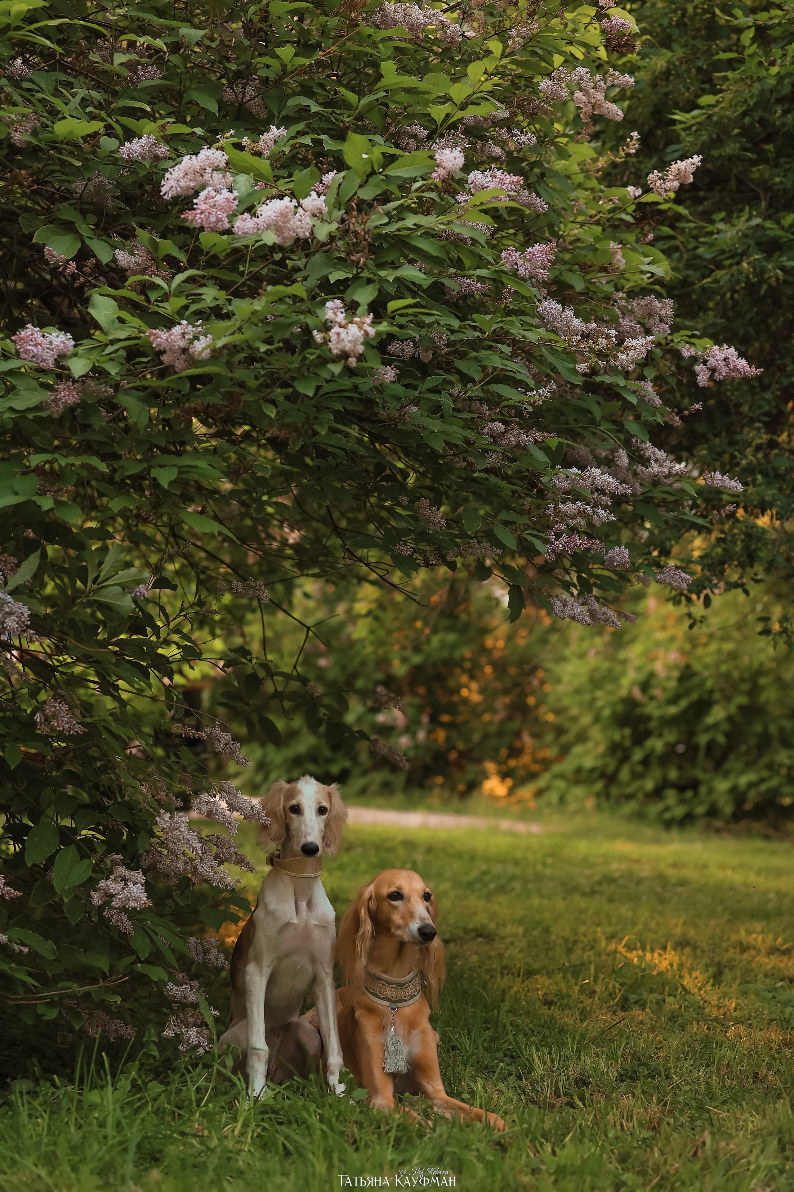 Салюки, фотография салюки, собака в цветах, красивая собака, фотограф анималист, фотокурс Анималистика, научиться фотографировать собак