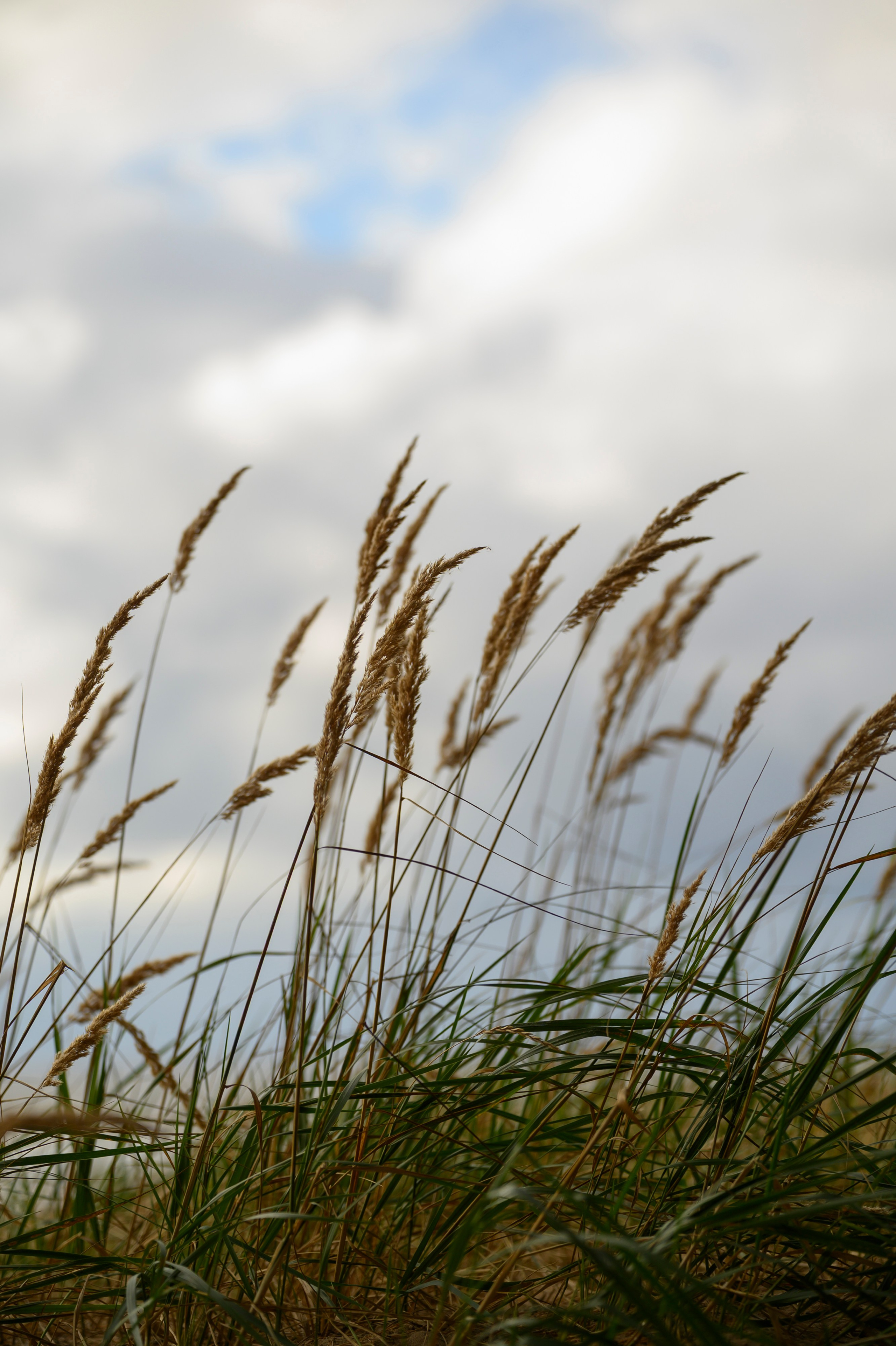 Света Паша. Фотограф в Сыктывкаре Онохов Иван