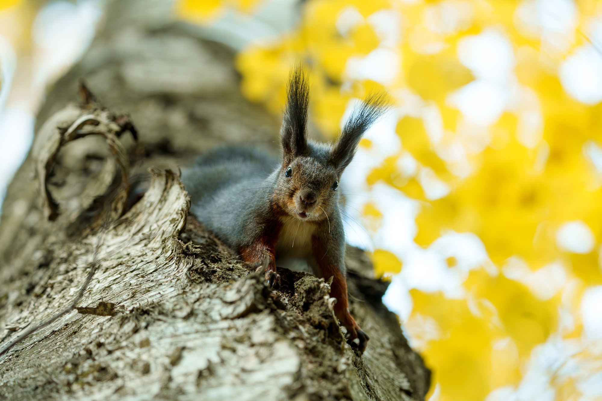 Животные. Ваш личный фотограф Марина Волкова