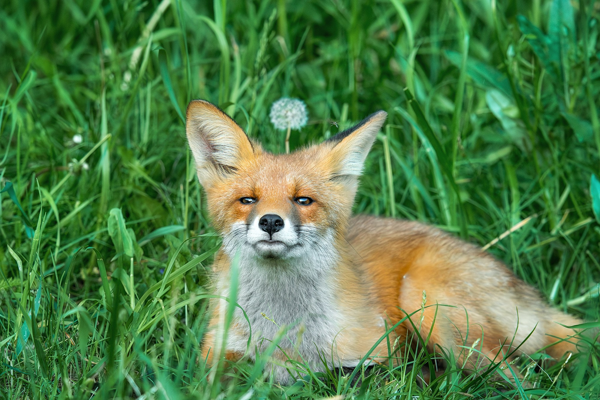 Животные. Ваш личный фотограф Марина Волкова