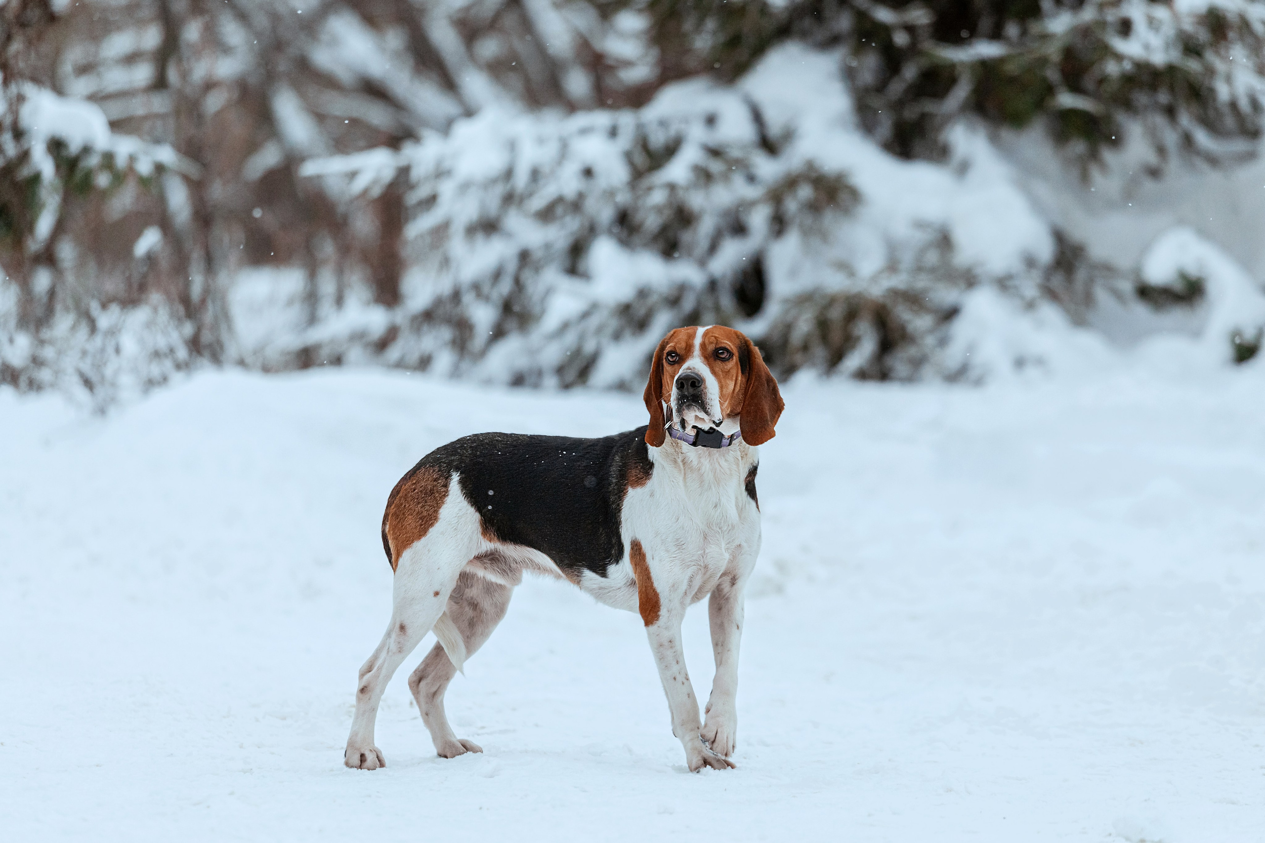 Дом для Биглей 2023. Фотограф-анималист Татьяна Степанова