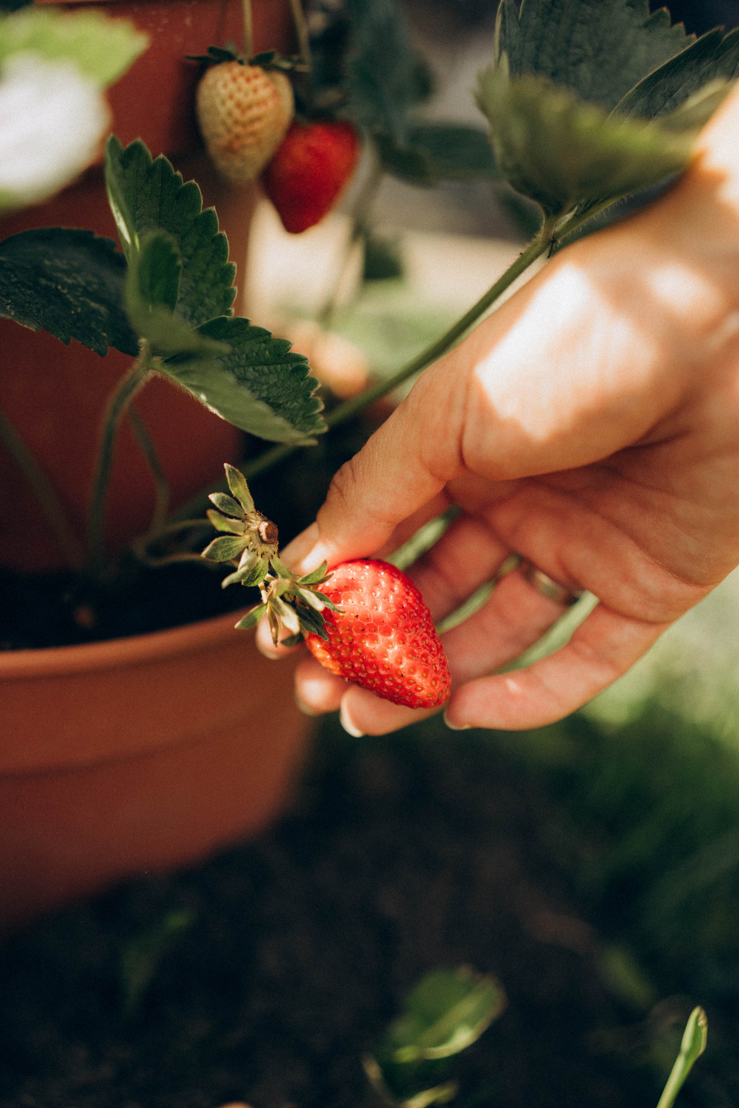 Яна, Игорь, Леонид. Семейный фотограф в Краснодаре