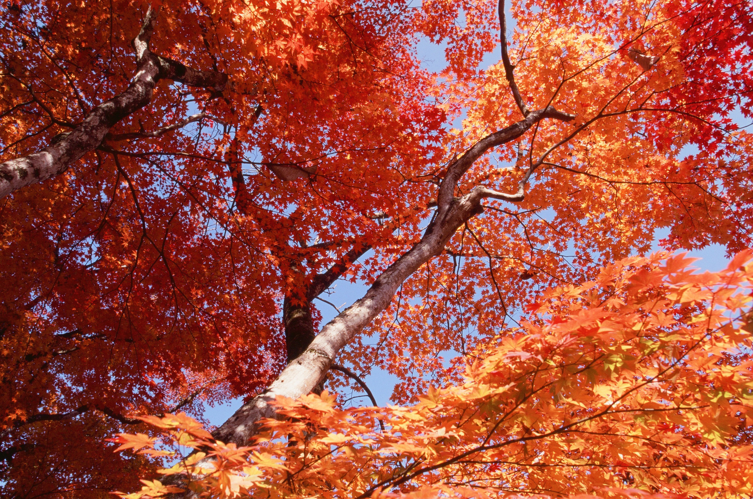 Out of noise // japan, takayama V. EVER EXPOSED