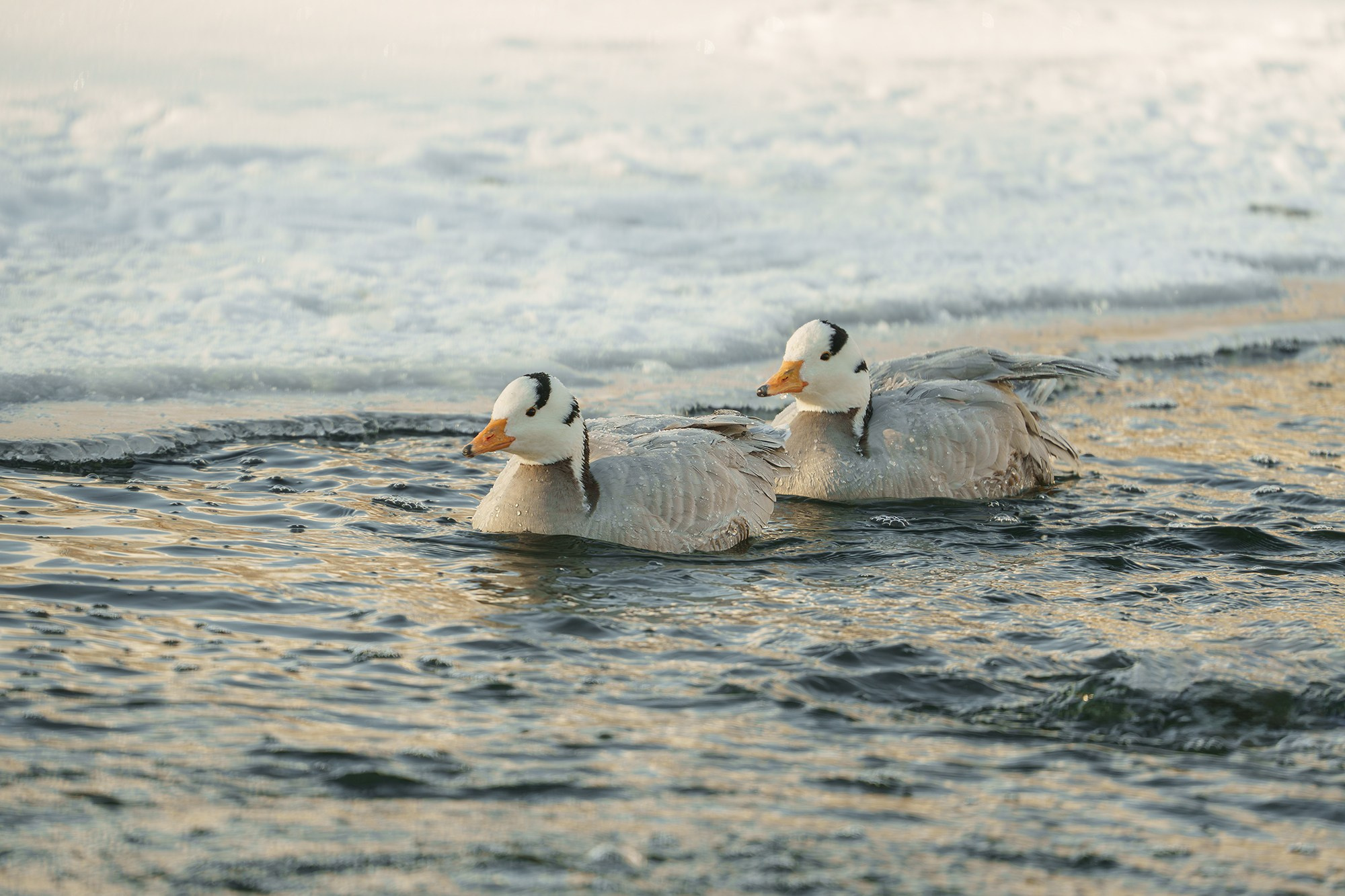 Удивительные мир птиц. Вокруг нас столько прекрасного — присмотритесь!. Ваш личный фотограф Марина Волкова