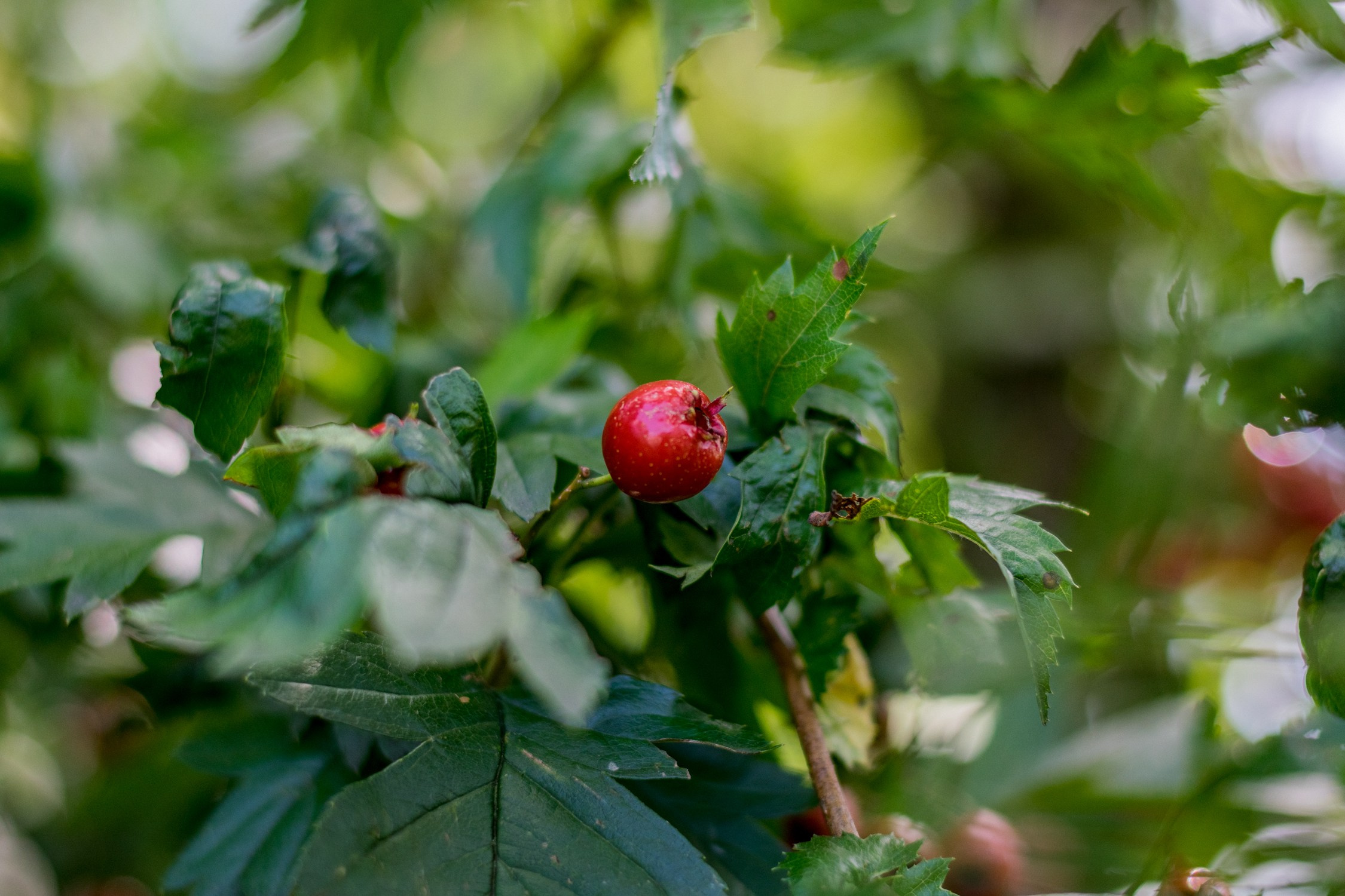 Антон Курдюмов фотограф в Хабаровске Рина Курдюмова фото27 foto27 Антон Дорофеев репортажный репортаж документалист Тони и Рина фотосоздатели Виноградники Хехцир 2024 Хабаровск виноград дикий фермер фермерство дачный сезон