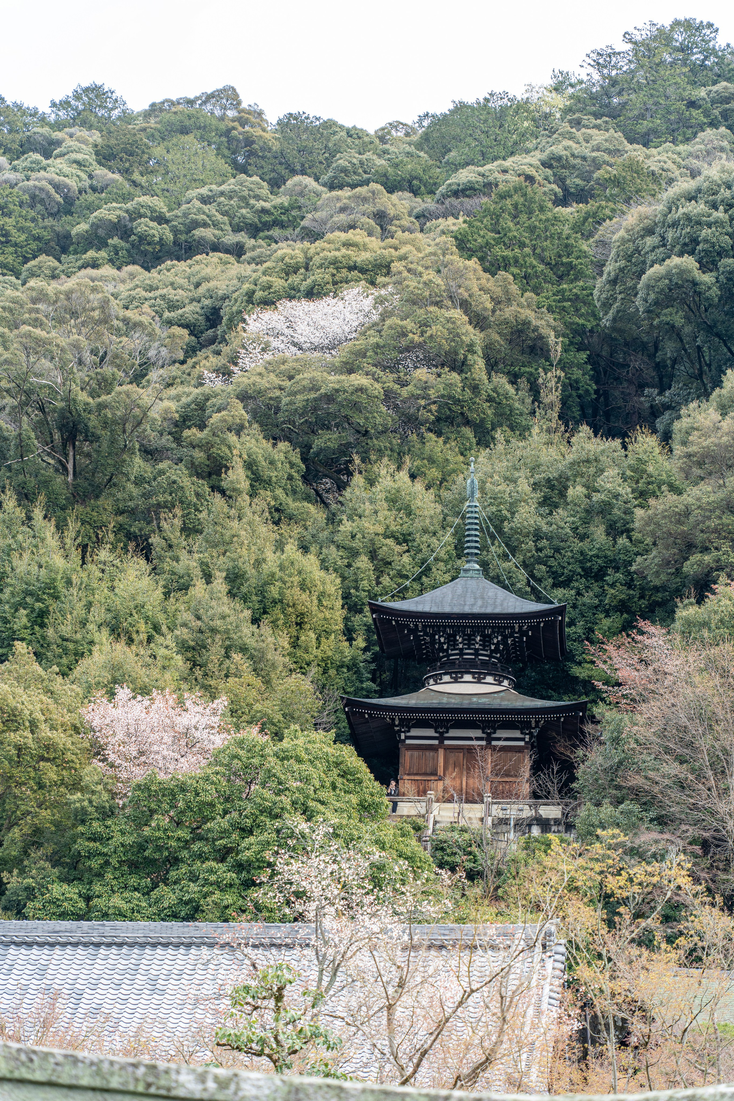 Япония, сакура. Творческие сьемки