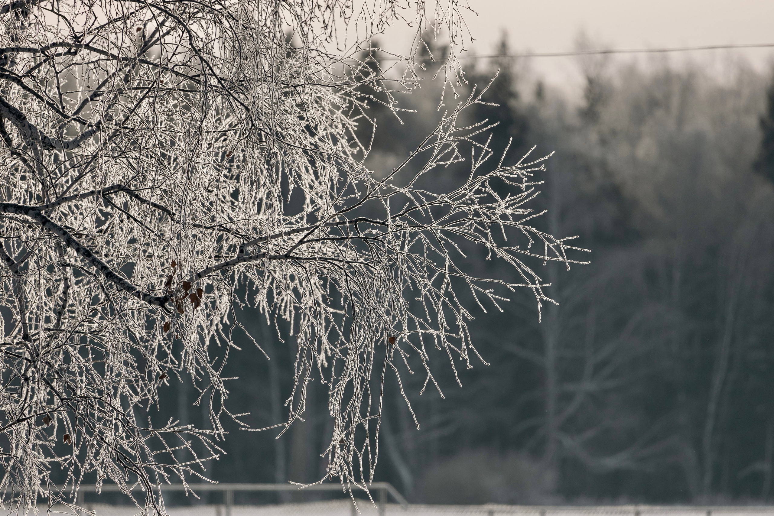 Татьяна Мустякимова. Хозяйка пони-фермы. Репортажный фотограф Наталья Лапцевич