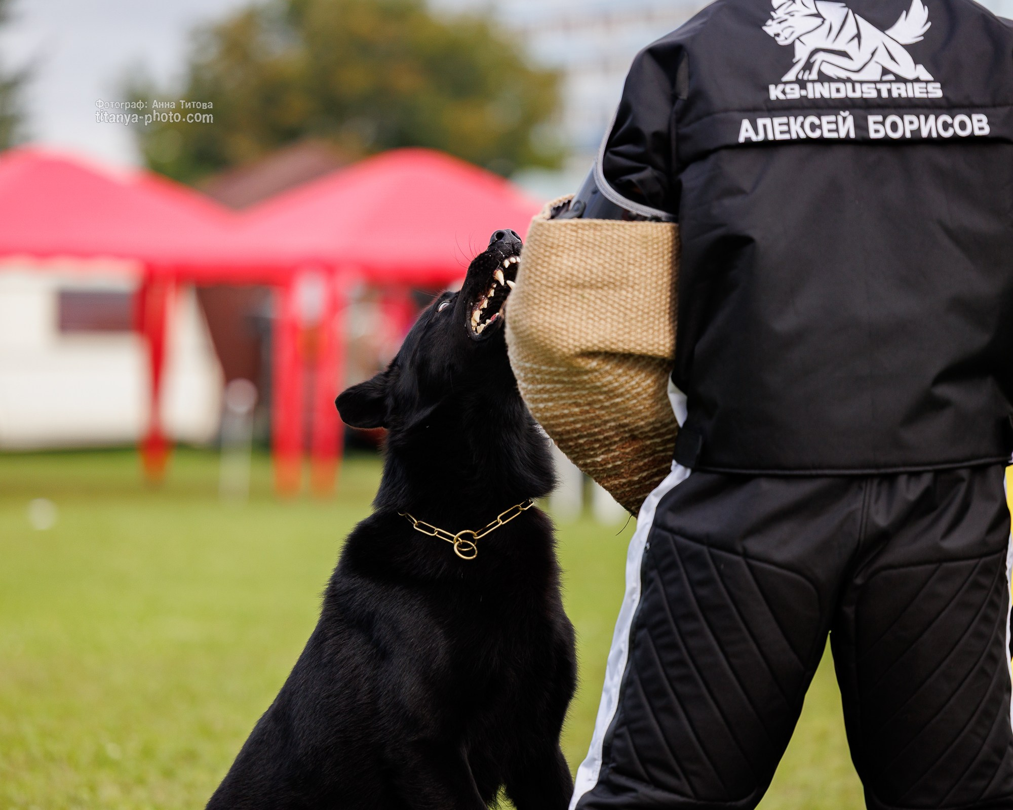 Немецкие овчарки: фото из рингов и вне ринга, мутпроба (фотографии с выставок). Фотограф собак, фотограф-анималист Аня Титова (Titanya). Москва
