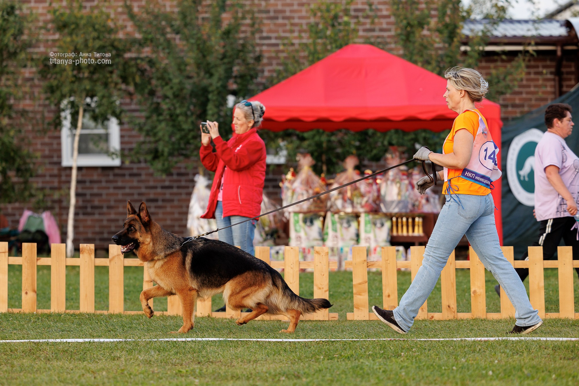 Немецкие овчарки: фото из рингов и вне ринга, мутпроба (фотографии с выставок). Фотограф собак, фотограф-анималист Аня Титова (Titanya). Москва